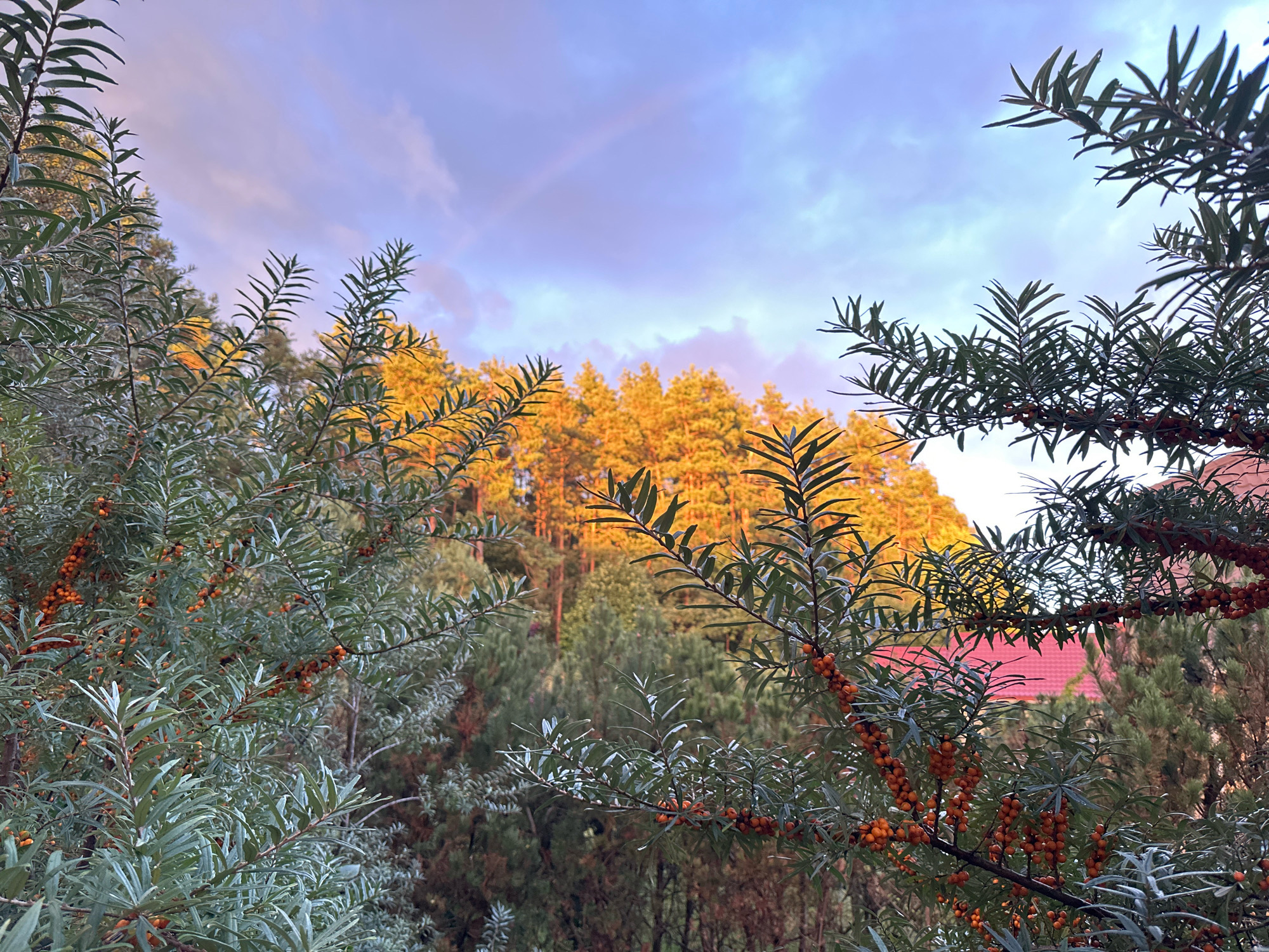 This image captures a serene natural scene, likely at dusk or dawn, with a subtle rainbow arching across a cloudy sky. In the foreground, the branches of a sea buckthorn bush are laden with bright orange berries, their silvery-green leaves providing a stark contrast. These branches frame a view of a dense forest in the middle ground, its trees illuminated by the warm, golden light of the setting or rising sun. Further in the background, the edge of a red-tiled roof is visible, hinting at human habitation within the natural landscape. The overall atmosphere is peaceful and tranquil, showcasing the beauty of nature in a temperate climate. While the image does not explicitly show Vilnius, Lithuania, such a landscape with sea buckthorn, forests, and residential areas can be found on the outskirts of the city, possibly in areas like the vicinity of the Trakai Historical National Park or along the less urbanized periphery bordering green spaces.