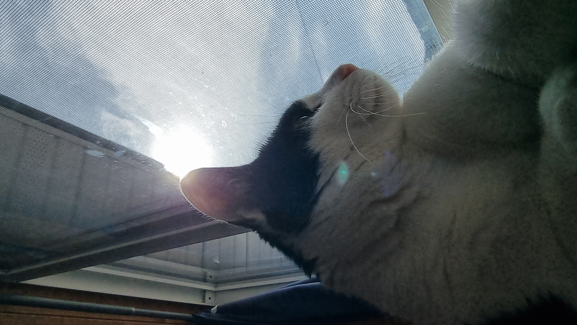A cat, black and white in color, is positioned close to a window. The cat is looking upward toward the sun, which is shining brightly through a window screen. The location is Dunnae-myeon, South Korea, although this cannot be verified from the image.