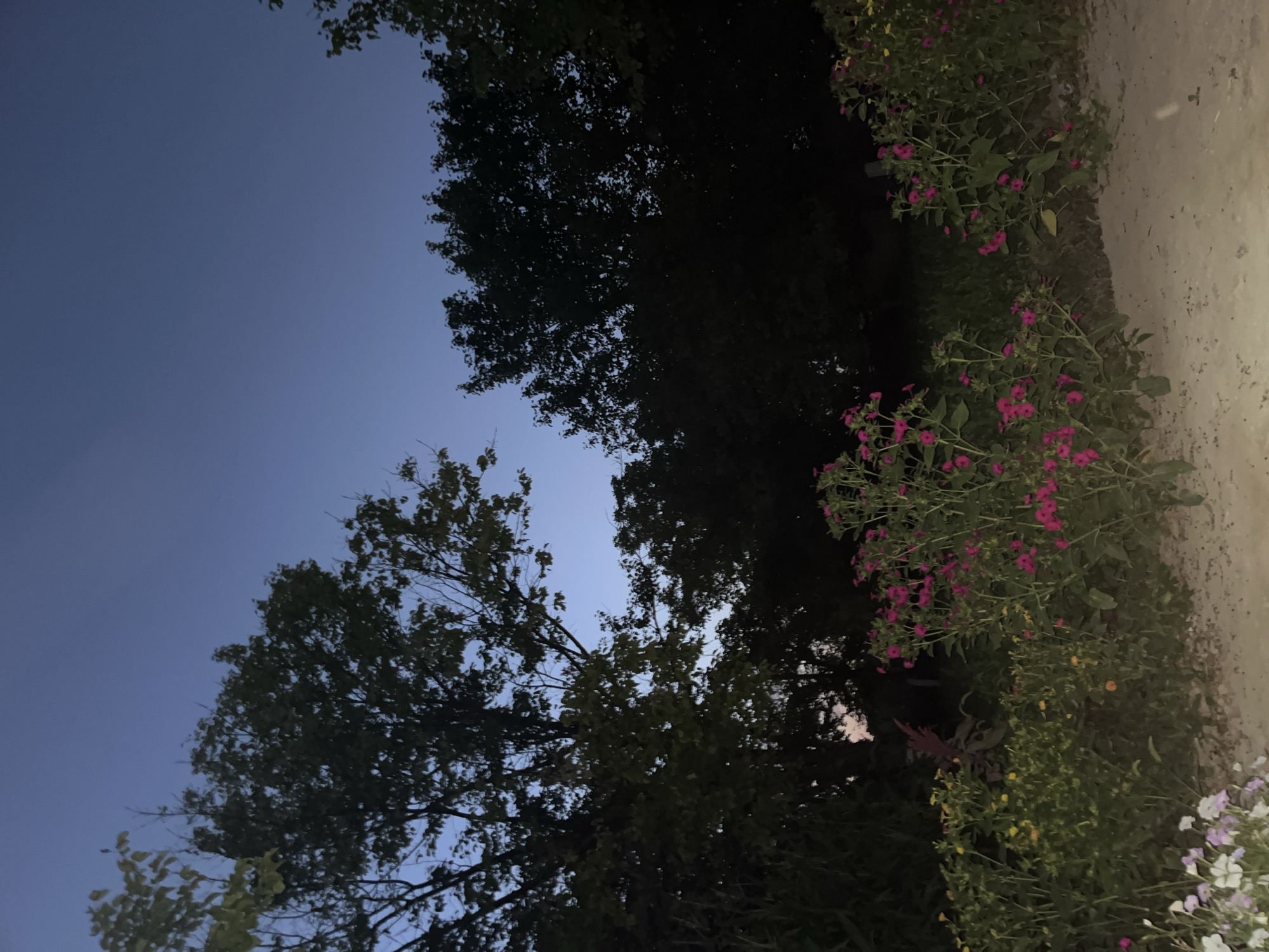The image shows a garden scene at dusk with various plants and trees. The sky is a deep blue, transitioning to a lighter shade near the horizon. In the foreground, there are clusters of bright pink and yellow flowers, with some white and purple flowers to the left. Behind the flowers, there are lush green bushes and trees that are silhouetted against the darkening sky. The ground appears to be a dirt path or patio. There are no people or animals visible in the image. The scene suggests a peaceful outdoor setting in a garden. This image has no discernible connection to Batken City, Kyrgyzstan, as there are no landmarks or specific features that would indicate this location.