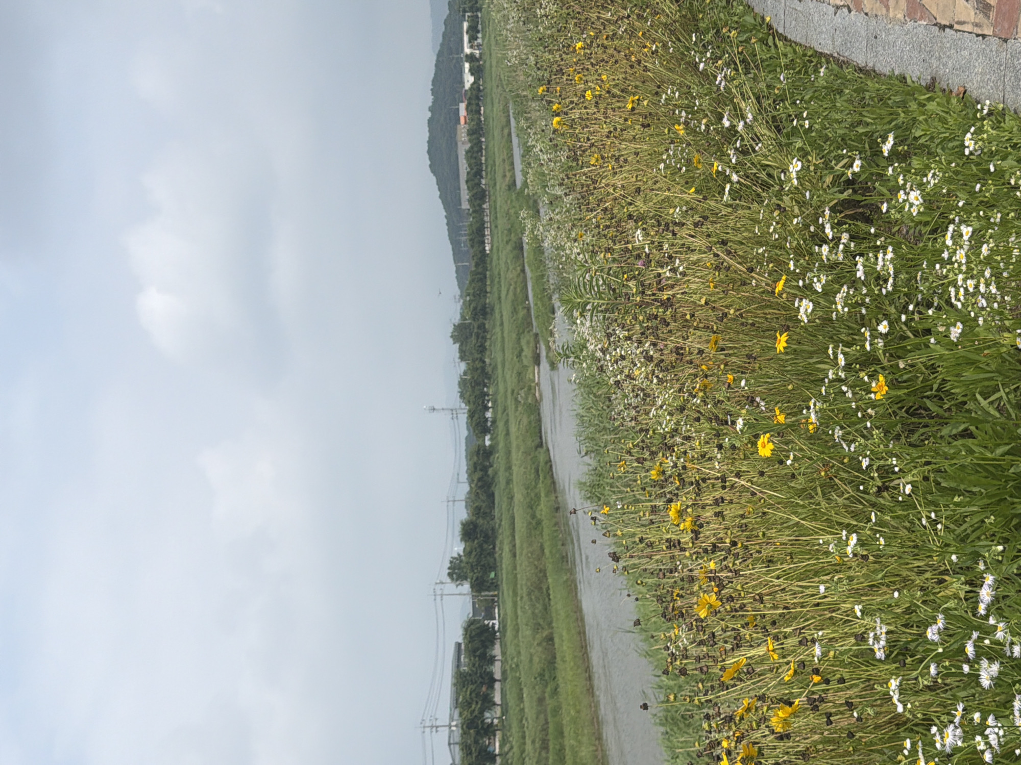 This is a photograph of a riverbank with abundant wildflowers and a path. The river is on the left, with green grass fields and trees on the opposite bank. In the distance, there are buildings and hills. The sky is overcast. The foreground is filled with a dense growth of wildflowers, primarily yellow and white, interspersed with tall, dry seed stalks. A paved walkway runs along the right edge of the frame. The location is identified as Dongducheon-si, South Korea.