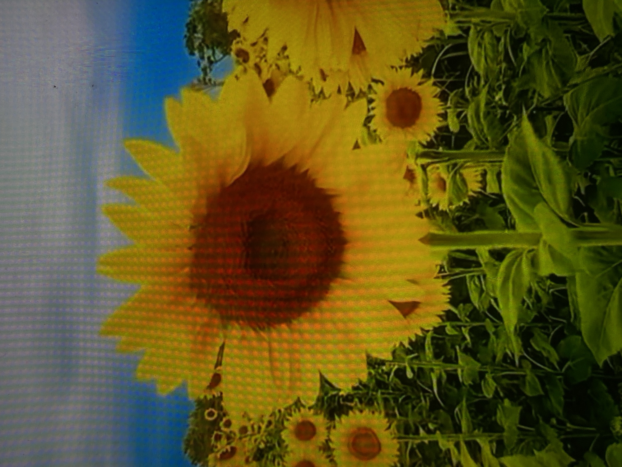 The image displays a vibrant scene dominated by sunflowers, likely a photograph taken of a digital screen due to the visible pixel grid and horizontal lines. When viewed upright, a large, prominent sunflower with bright yellow petals and a dark reddish-brown center occupies the left side of the frame.
Numerous other sunflowers, varying in size, are scattered throughout the midground and background, particularly to the right and lower sections of the main sunflower. These smaller sunflowers also exhibit yellow petals and dark centers. The entire scene is filled with abundant green foliage, including leaves and stems, creating a dense, natural environment for the flowers.
A clear, bright blue sky is visible in the upper-left background, suggesting the photograph was taken on a sunny day. The lighting is bright and even, highlighting the vivid colors of the sunflowers and greenery. No specific activities or events are depicted beyond the natural presence of the flowers. There are no identifiable location cues within the image itself to confirm it is Tinaquillo, Venezuela, nor is there any visible text. The overall impression is one of natural beauty and cheerfulness.