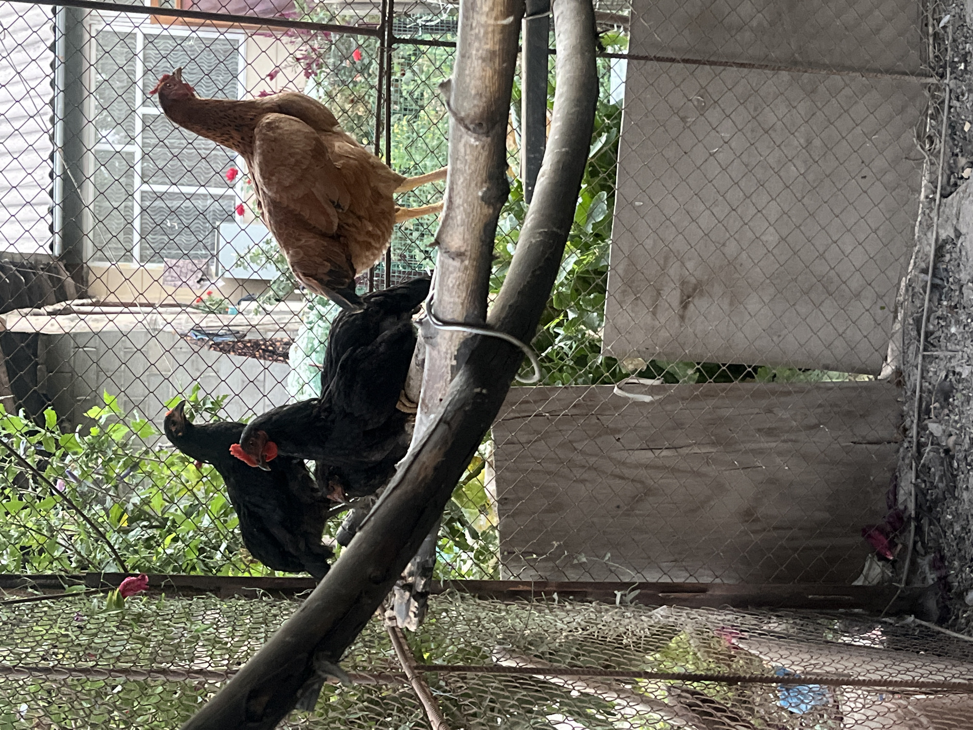 The image shows a chicken coop with three chickens. Two black chickens are perched on a wooden beam, and one brown chicken is standing on a higher beam. The coop has a chain-link fence and a wooden panel in the background. Green foliage and red flowers are visible behind the fence. The ground is covered with dirt and debris. The scene appears to be in a rural or suburban backyard.