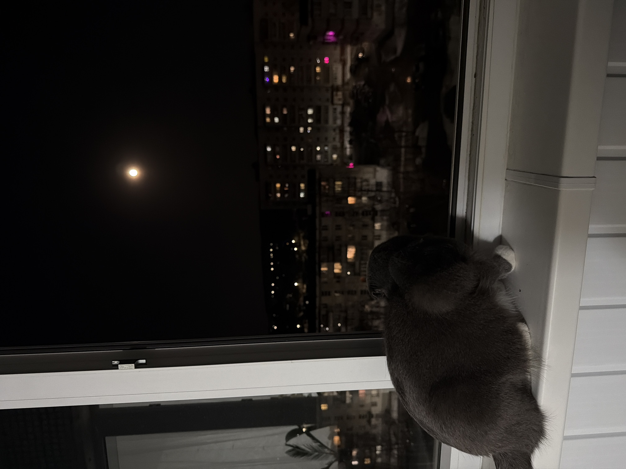 A gray cat stands on a windowsill, gazing out at the night. The cat is positioned on the right side of the frame, with its back mostly turned to the viewer. Outside the window, the night sky is dark, illuminated by a distant moon on the left and the lights of a tall building on the right. The lights indicate an urban setting. The window frame is white. The building and moon suggest the location to be Chaikovsky, Russia.