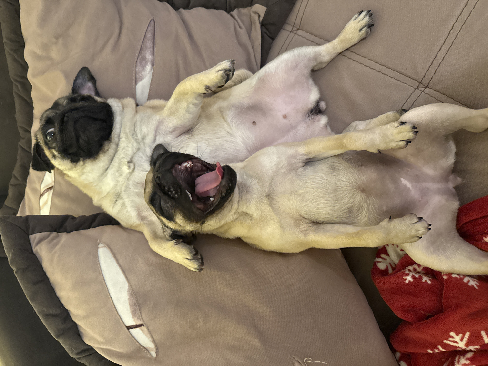 Two pugs are lying on a couch. The pug in the foreground is on its back with its mouth open in a yawn. The pug in the background is also on its back and is looking at the camera. There are two pillows behind the pugs. One pillow is brown and has an eye design on it. The other pillow is also brown. A red blanket with white snowflakes is on the left side of the image. The couch is brown and has a diamond pattern.