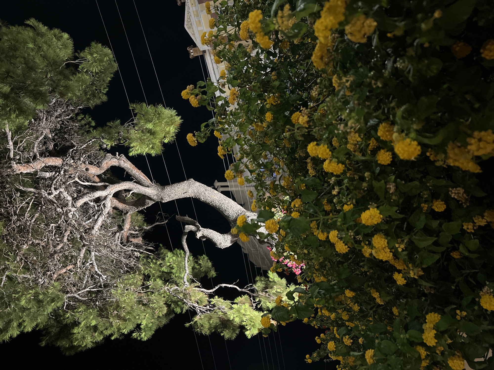 The image captures a nighttime scene featuring a large tree with sparse, gnarled branches and dark green pine needles, illuminated by artificial light from below, casting a glow on its trunk and foliage. In the foreground, a dense bush of vibrant yellow flowers, likely lantana, creates a striking contrast against the dark background and the tree. Behind the bush and tree, hints of a building with a light-colored facade and dark windows are visible, suggesting an urban or suburban setting. Power lines stretch across the upper portion of the frame, indicating infrastructure typical of a populated area. The overall atmosphere is serene, with the yellow flowers and illuminated tree providing a focal point against the night sky. The location is identified as Sithonia Municipal Unit, Greece, which is known for its natural beauty and coastal landscapes.
