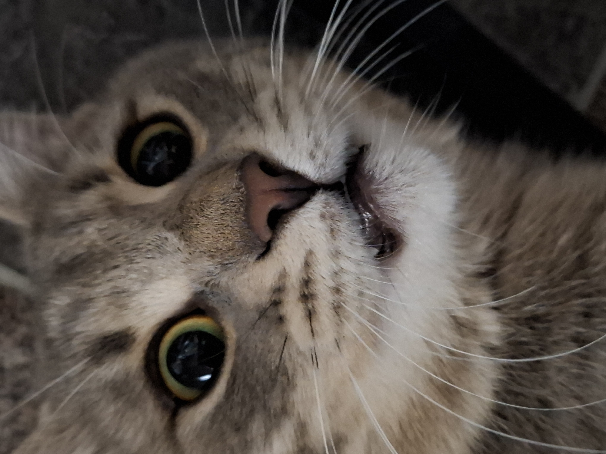 A close-up, upside-down view of a cat's face. The cat has grey and brown fur, with a pink nose, and large, black eyes with hints of green or yellow around the edges. White whiskers are visible around the cat's mouth. Part of the cat's mouth is open, showing a glimpse of teeth. The background is dark. The location, Novi Sad, Serbia, is not determinable from the image.