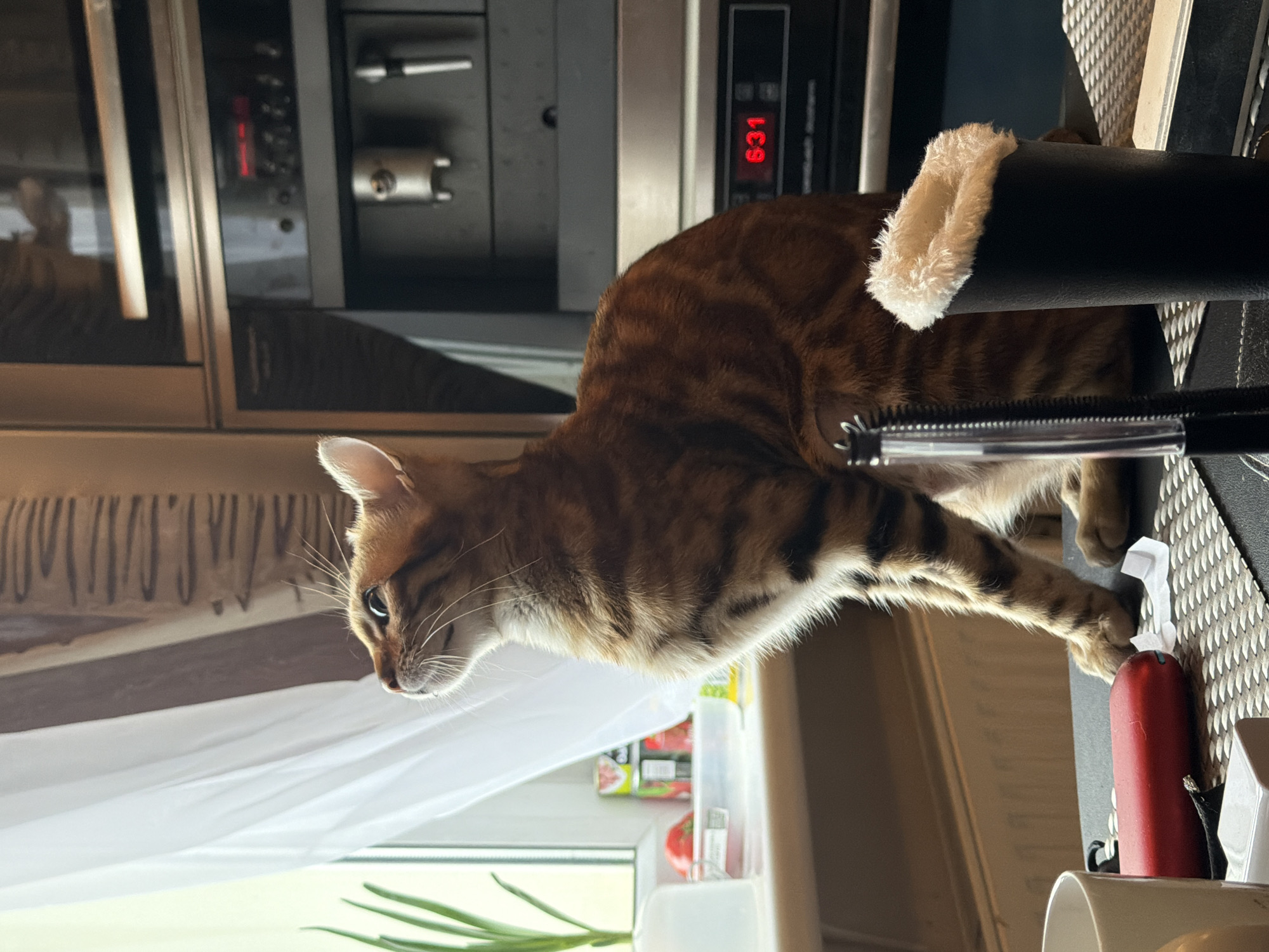 A medium shot, taken indoors, depicts a brown tabby cat resting atop a black object with a white, plush-trimmed edge. The cat's head is oriented towards the left of the frame, near a window with a white curtain and some green plants visible. The background includes kitchen appliances such as an oven or microwave. Located in Unknown, Russia, the scene suggests a domestic setting with elements of kitchen and pet interaction.