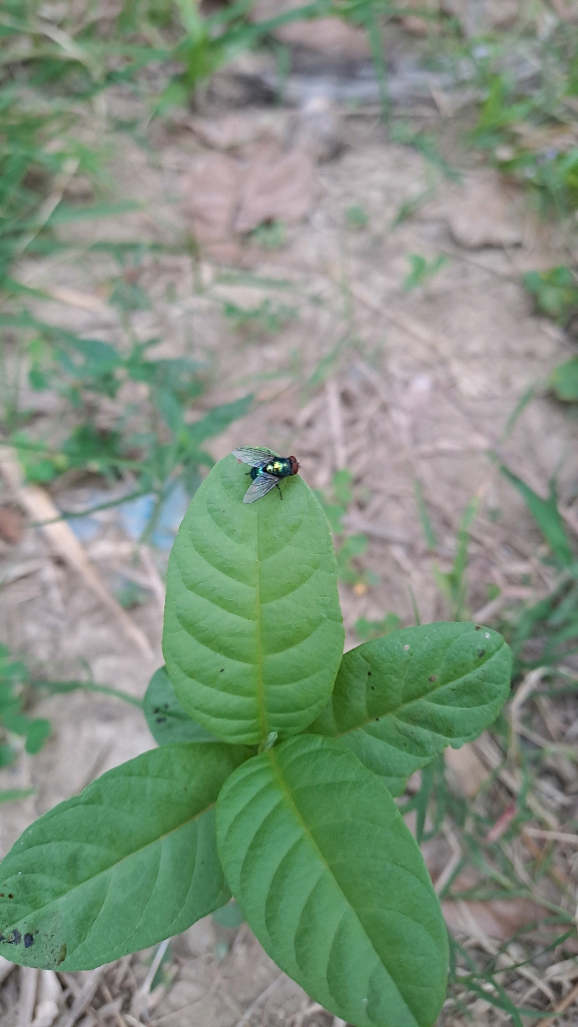 A metallic green fly with red eyes rests on the tip of a vibrant green leaf. The leaf is part of a small plant with several broad, ovate leaves, some showing minor dark spots. The plant is situated on dry, sandy ground with sparse green grass and scattered brown, dried leaves. The background is softly blurred, suggesting a natural outdoor setting in Geulanggang Baro, Indonesia.