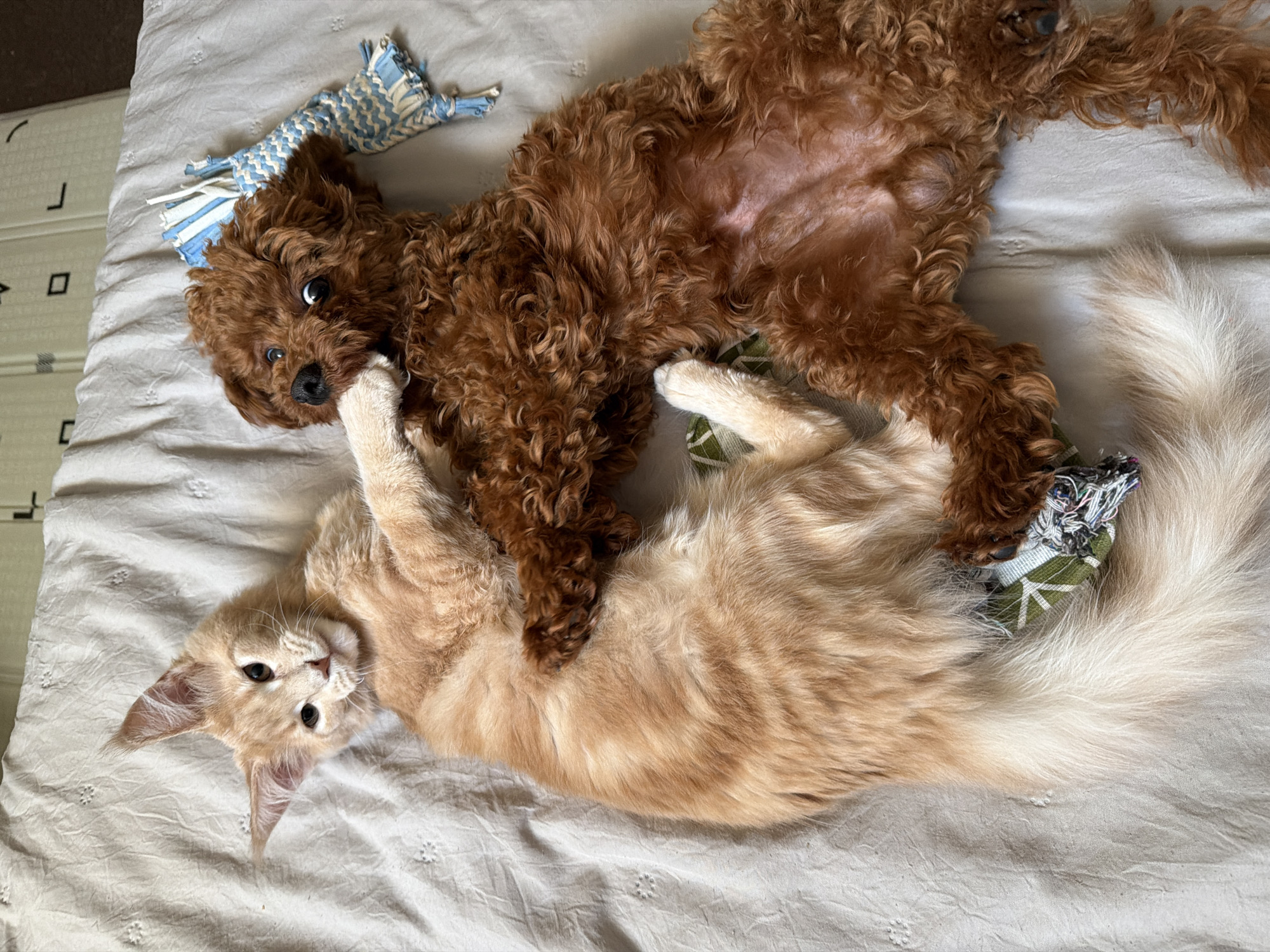 An overhead shot captures a ginger kitten and a brown poodle puppy playing on a textured, light-colored surface. The kitten, lying on its back with its paws in the air, is playfully batting at the puppy. The puppy, also on its back, has its front paws entangled with the kitten's. A blue and white rope toy lies to the right of the animals, and a green and white patterned toy is partially visible beneath the kitten's hindquarters. The background is a simple, neutral surface, suggesting an indoor setting. There is no indication of the location in Sofia, Bulgaria.