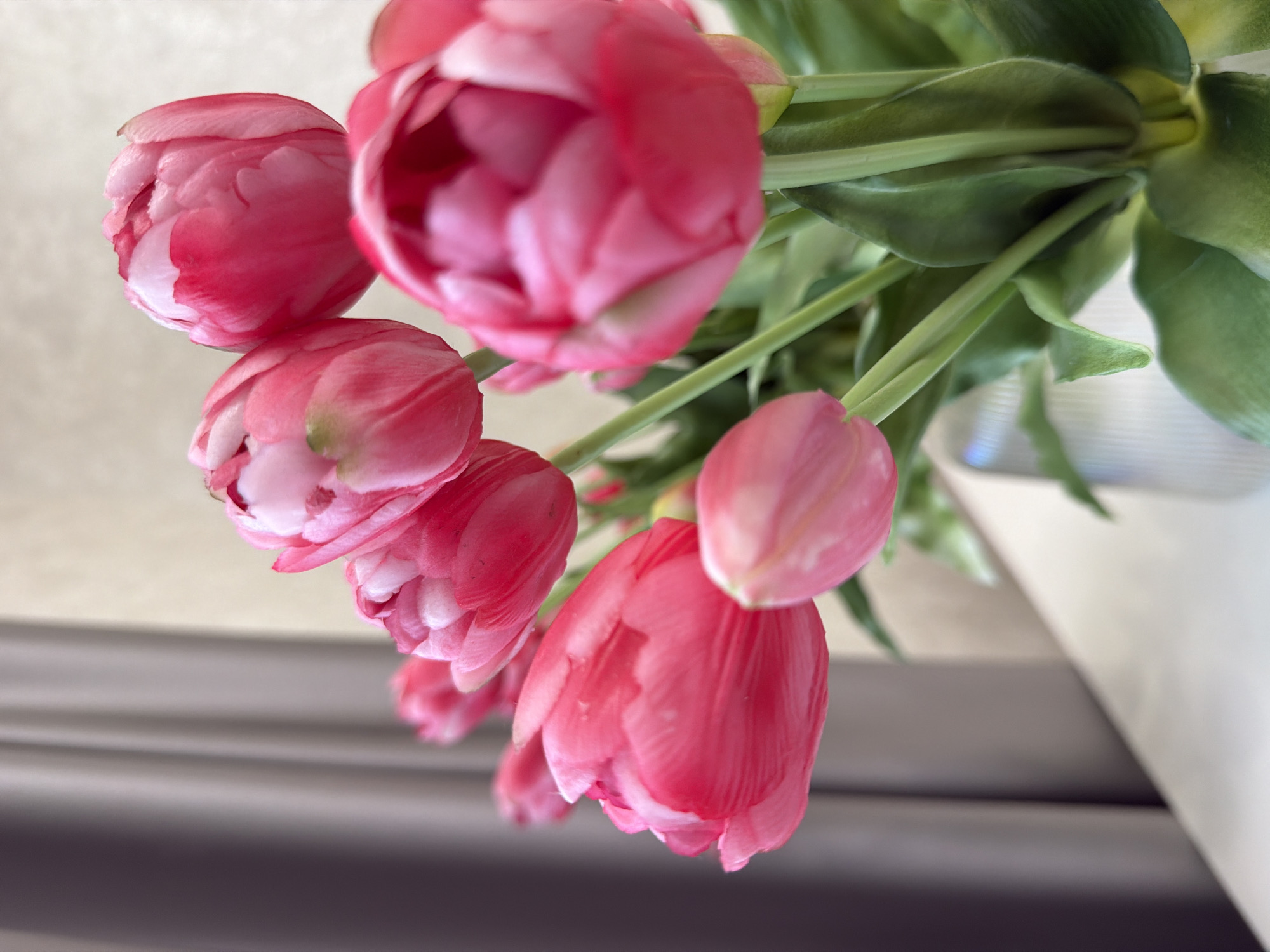 A close-up shot captures a bouquet of vibrant pink tulips in a vase, with their petals unfurling. The lighting suggests an indoor setting, possibly near a window, as indicated by the soft light illuminating the flowers and the presence of drapery in the background. The focus is sharp on the tulips, with the background softly blurred. The vase appears to be made of glass. The scene is static and appears to be a still life composition. The image does not contain any identifiable landmarks or elements that would suggest a specific location within a city.