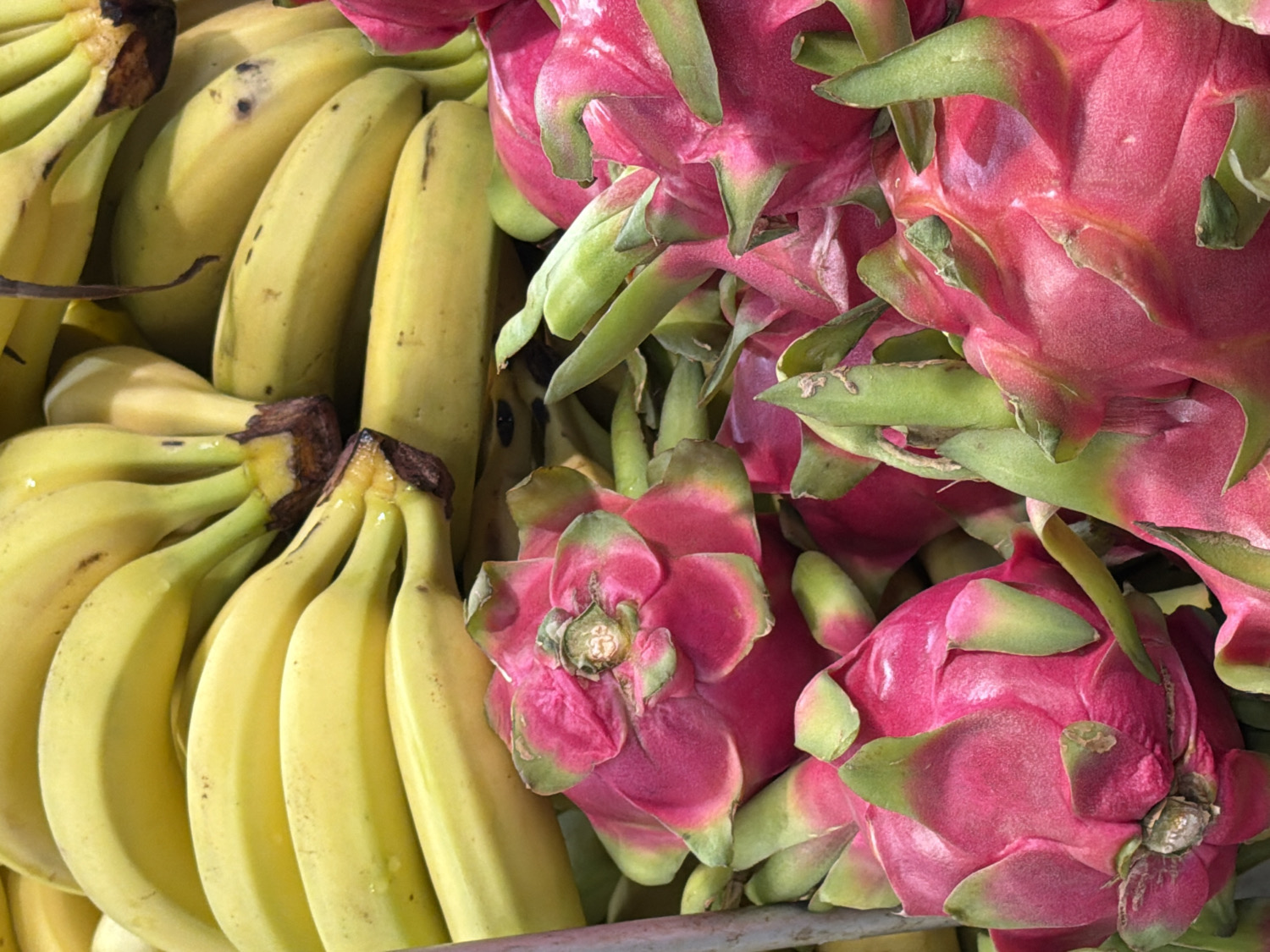 This close-up shot features a vibrant display of fresh fruit, dominated by bunches of yellow bananas on the left and a pile of striking pink and green dragon fruits on the right. The bananas are light yellow, some with slight brown marks indicating ripeness, and are arranged in several large clusters with their dark brown stems visible. They appear closely packed, suggesting a bulk display.
To the right, numerous dragon fruits (also known as pitayas) are stacked, showcasing their distinctive bright fuchsia-pink skin adorned with prominent, leafy green scales. The overall texture of the dragon fruits appears slightly leathery or waxy, characteristic of the fruit. In the center, some of the dragon fruits reveal small, dried floral remnants at their top, indicating where the bloom once was. The lighting is bright, highlighting the fresh colors of both types of fruit. There is no discernible activity taking place, simply a static arrangement of produce. No people or text are visible in the frame. The scene is brightly lit, but the time of day or specific weather conditions cannot be determined. The image provides no specific location cues to confirm it is Penza, Russia, beyond being a generic fruit display.