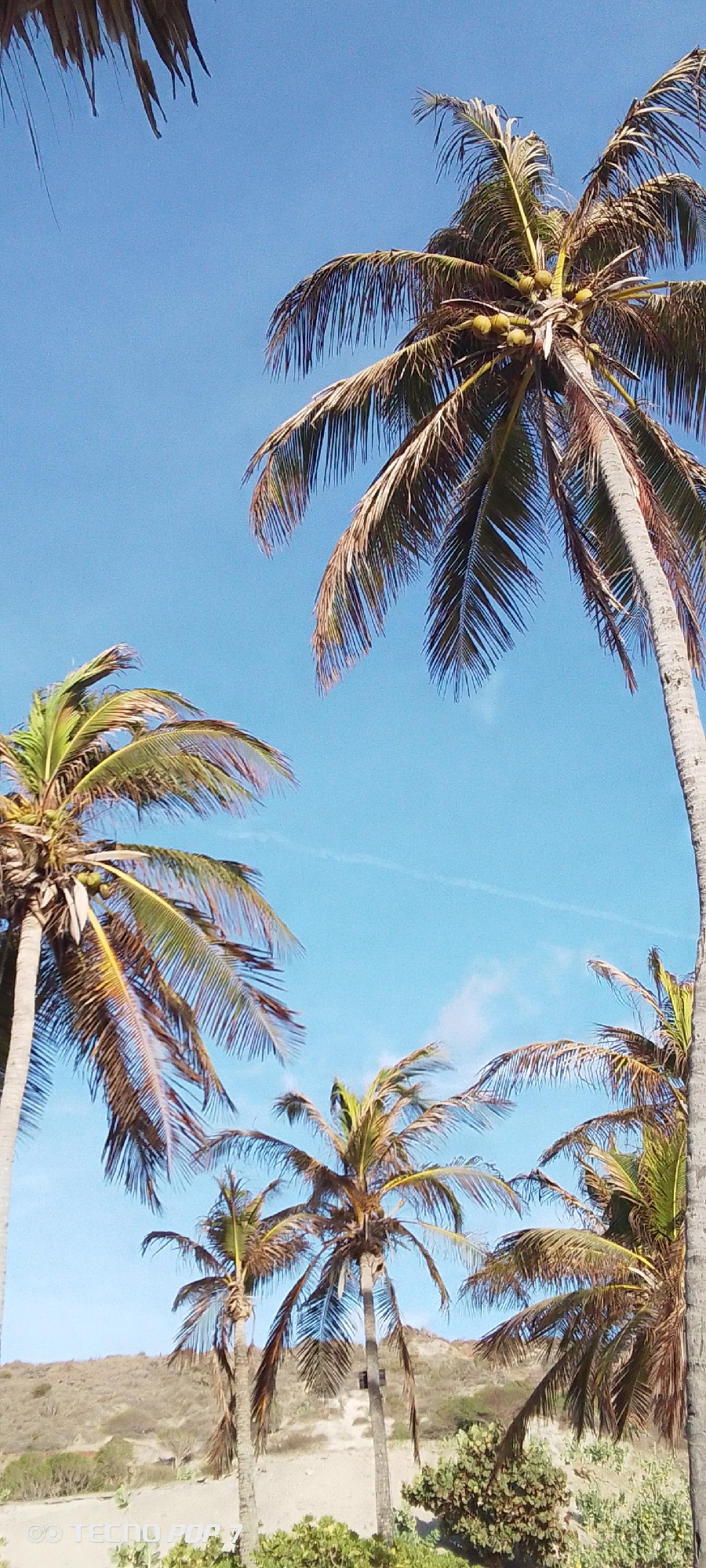 The image captures a scene in Pedro González, Venezuela, featuring several palm trees against a clear blue sky. The trees vary in size and maturity, with some bearing coconuts. The foliage appears brown and dry. A faint contrail stretches across the sky. In the background, a sandy dune and low-lying vegetation are visible. The overall impression is that of a coastal landscape with tropical vegetation. A logo is visible at the bottom left corner, indicating the photo was taken with a TECNO POP 7 device.