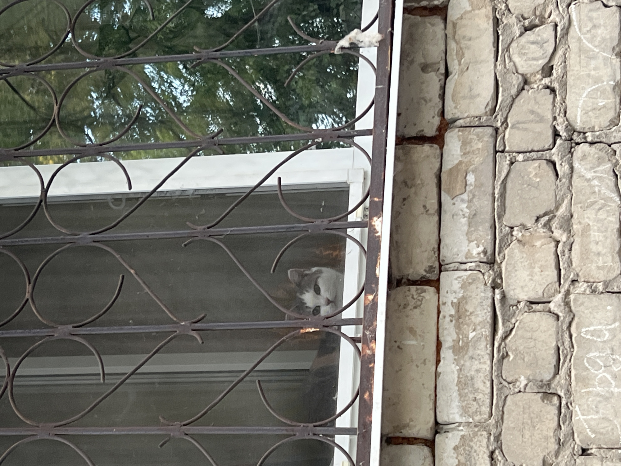 A grey and white cat peers out from behind a decorative metal grate covering a window. The cat's face is visible, with green eyes and a white muzzle. The grate is made of wrought iron with ornate, heart-like swirls. Behind the cat, the interior of a room is dimly lit and obscured. Through the window, the reflection of green trees is visible. The window is set into a wall constructed of light-colored brick. Below the window, the brickwork is weathered, with some bricks showing signs of damage and mortar erosion. Faint markings, possibly graffiti or chalk, are visible on some of the lower bricks. The scene appears to be outdoors, suggesting the window is at ground level or on a low floor of a building. The overall impression is one of a quiet, perhaps slightly neglected, urban setting. The specific location in Ulyanovsk, Russia cannot be determined from the visual information alone.