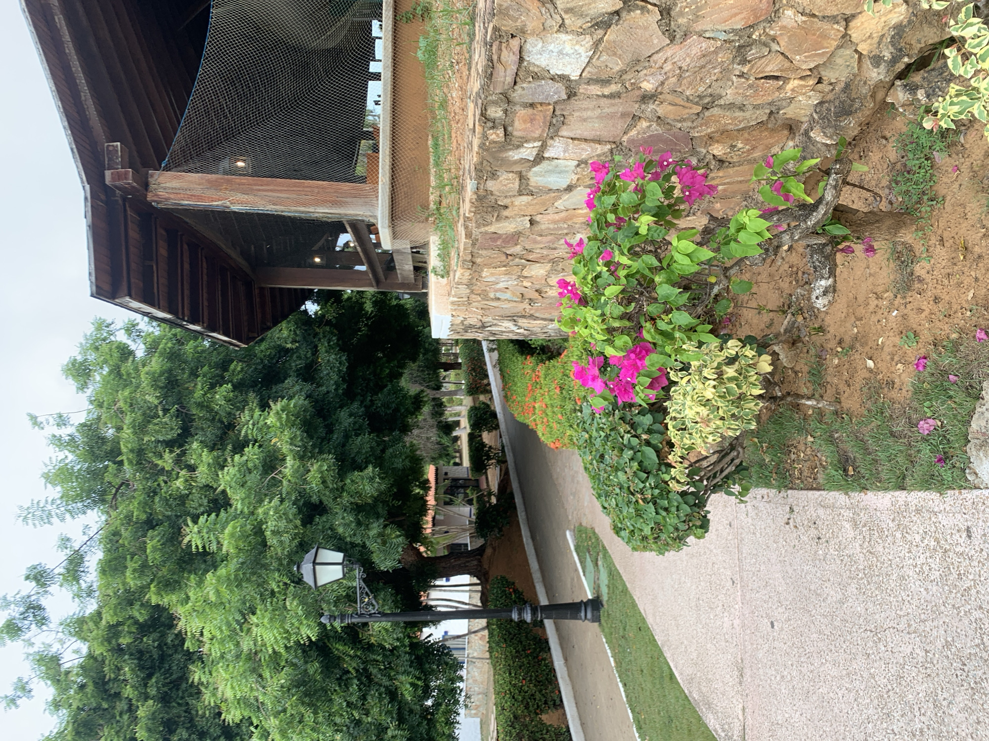 This image depicts an outdoor environment in Playa El Agua, Venezuela, characterized by lush vegetation and architectural elements. A light-colored, granular-textured pathway curves from the lower left, extending into the mid-distance. To the immediate left of the path, a black ornamental lamppost with a white, enclosed light fixture stands upright. The left side of the frame is dominated by a large, mature tree with dense green foliage, obscuring most of the background in that area, though a white building with a reddish-orange roof is partially visible behind hedges further back.
To the right of the pathway, a meticulously maintained garden bed contains various plants. Prominently featured is a bougainvillea bush displaying vibrant pink blossoms, situated next to a variegated shrub with green and pale yellow leaves. Smaller green shrubs and dark soil are also visible in this bed. This garden borders a retaining wall constructed from irregular, rough-hewn stones in shades of brown, tan, and gray, which extends across the right side of the image.
Above the stone wall, a wooden structure, likely an open-air pavilion or restaurant, occupies the upper right quadrant. It features a dark wooden roof with exposed beams and a large opening covered by a light-colored mesh or netting. Hints of interior lighting and white seating can be discerned through the netting. The sky above is uniformly overcast and light grey. No individuals are visible in the scene.
