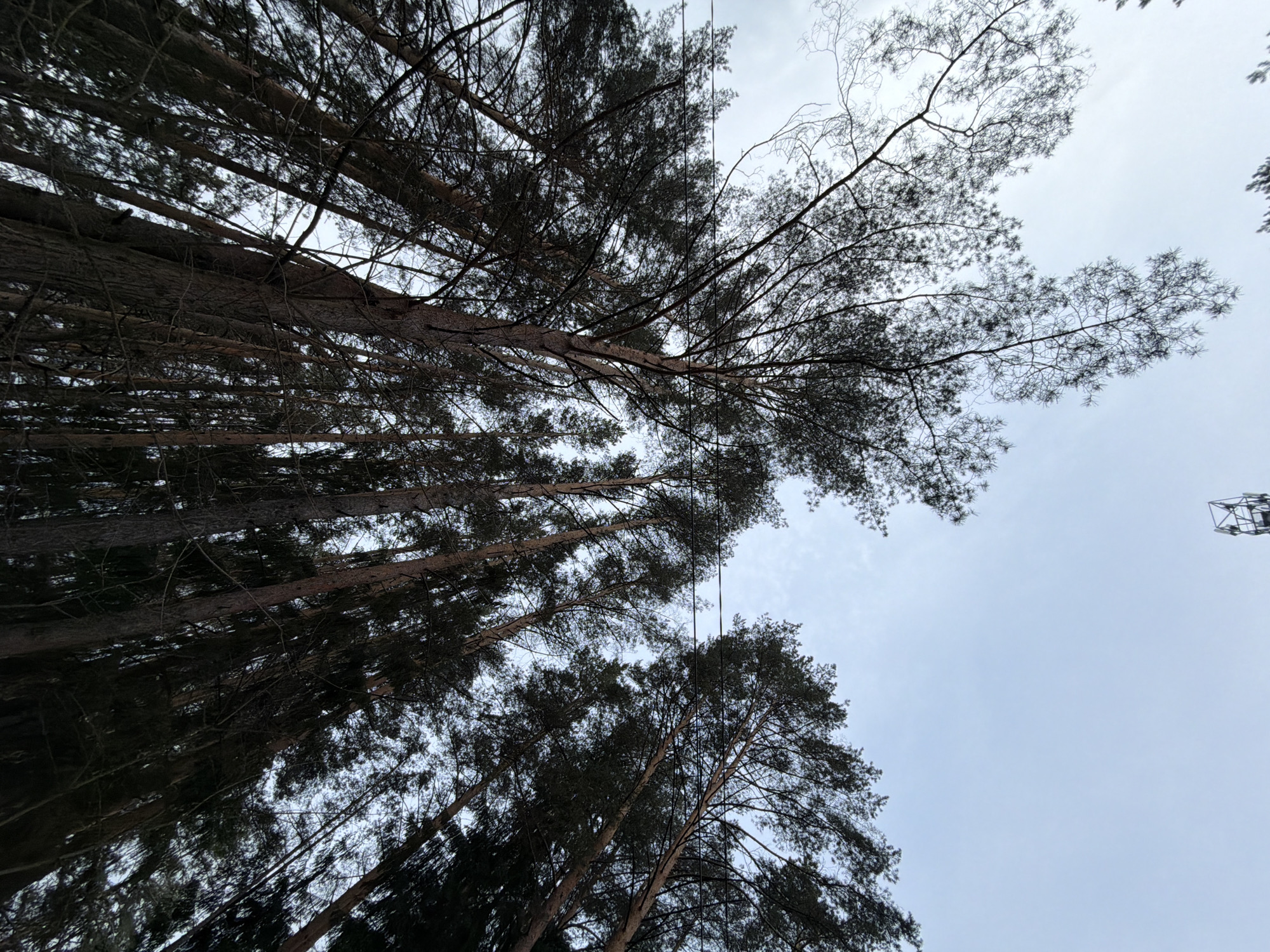 The image depicts a low-angle shot looking up into a dense forest. Tall trees with dark trunks and branches fill most of the frame. The trees are so close together that only glimpses of the overcast sky are visible between the branches. A metal structure is visible through the trees at the top right of the frame. This image was captured in the city of Chaikovsky, Russia.