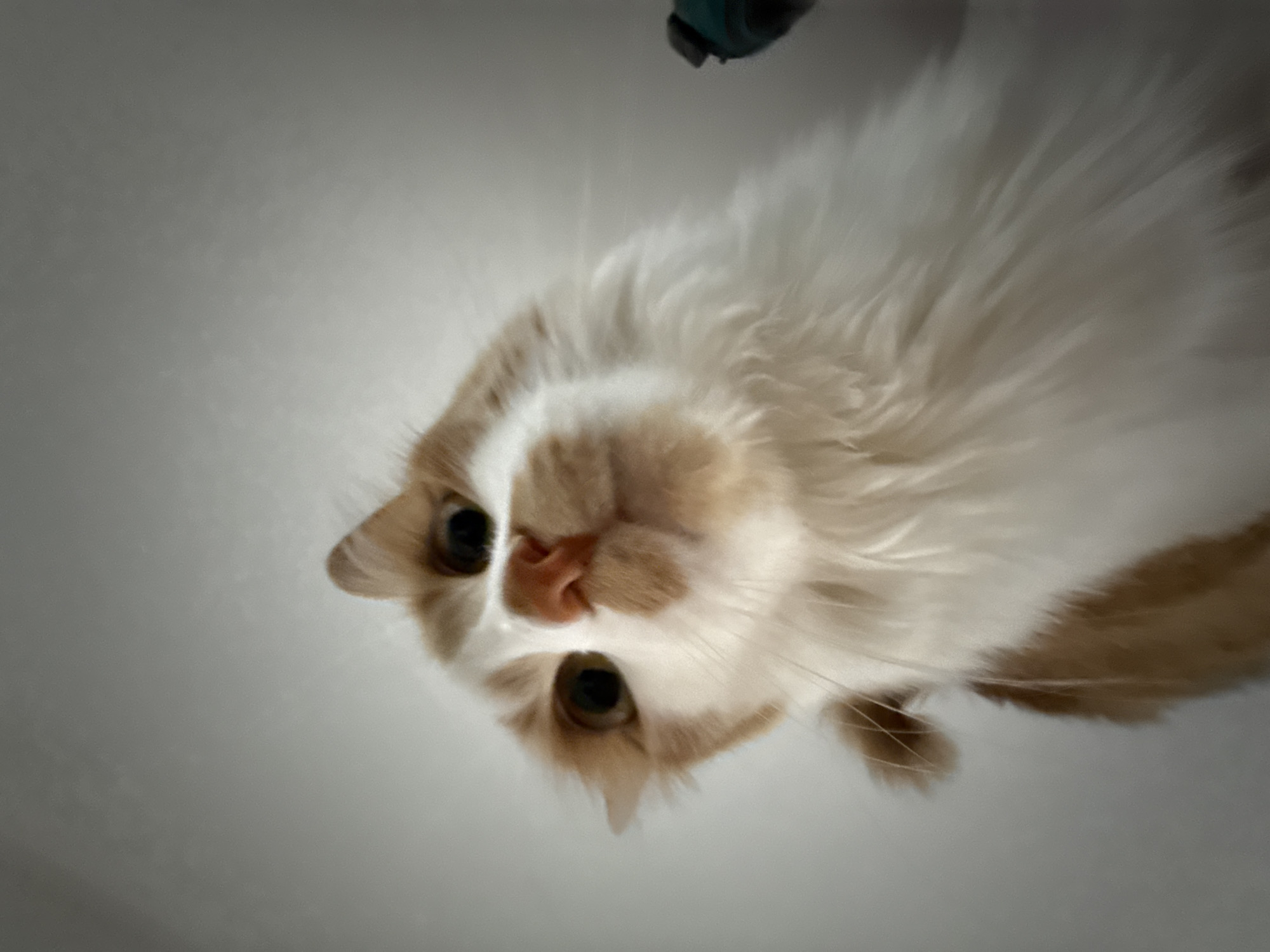 The media file is a close-up, low-angle photograph of a fluffy ginger and white cat. The cat is positioned in the center of the frame, looking directly down at the camera. Its head is tilted, and its eyes are wide open, giving it an inquisitive or surprised expression. The cat's fur is a mix of white and light orange, with prominent ginger patches on its head and ears. Its nose is a soft pink, and its whiskers are visible against its white fur. The background is a plain, light gray surface, suggesting an indoor setting such as a floor or a table. The lighting is soft and diffused, casting gentle shadows. The camera's perspective creates a sense of looking up at the cat, as if the viewer is lying on the surface below it. The image is slightly out of focus, particularly the fur, which gives it a soft, dreamy quality. In the upper right corner, a small, dark object with a teal accent is partially visible, possibly a toy or a piece of technology, but it is too indistinct to identify with certainty. There is no visible text in the image. The time of day and weather conditions are not discernible.