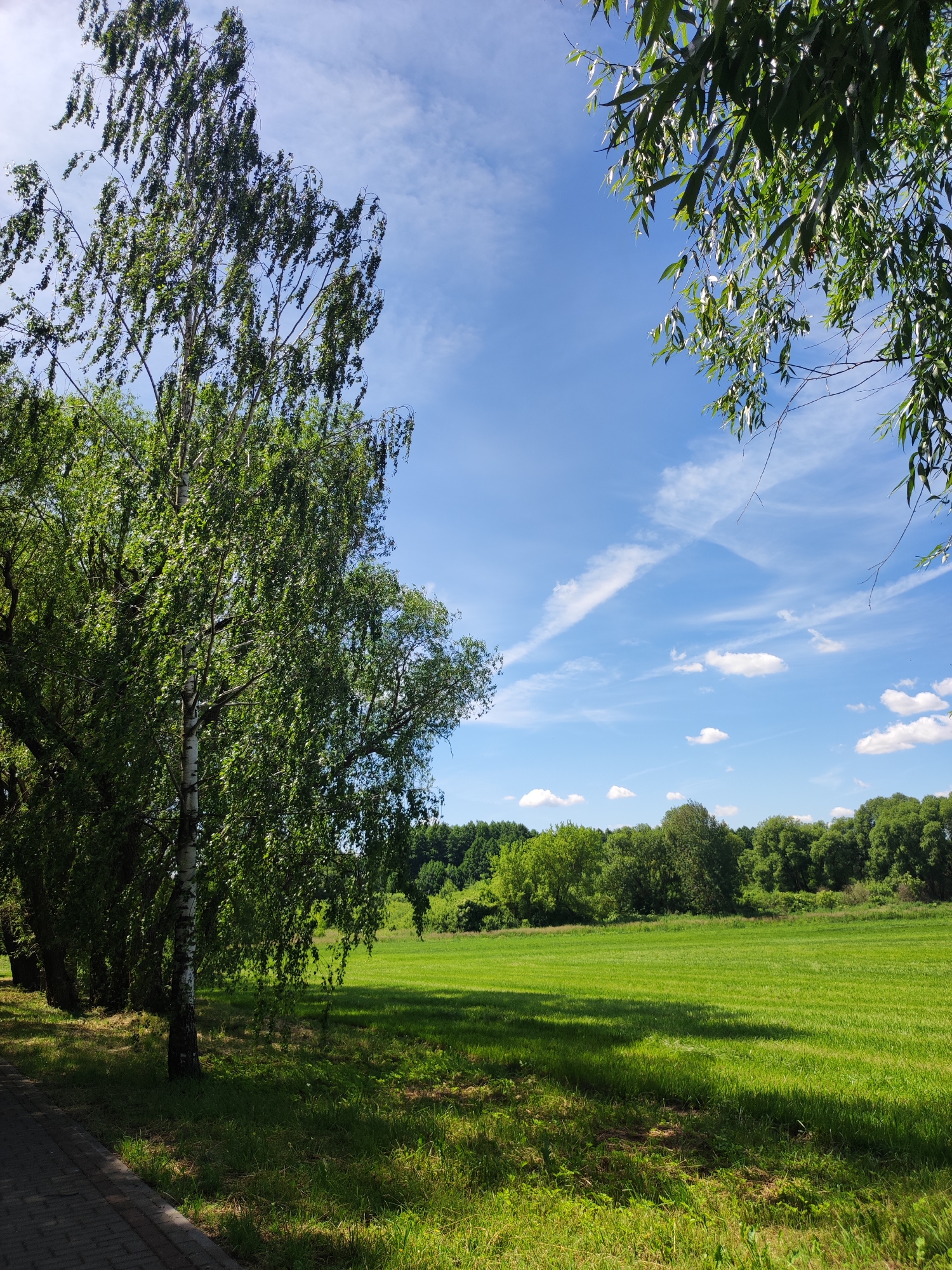 This is a vertical, medium-shot, eye-level, outdoor photograph of a park or rural landscape on a sunny day. The foreground features a paved walkway on the left, bordered by grass and shaded by trees. A prominent birch tree with white bark and lush green foliage stands in the mid-left. To the right of the walkway and trees is a large, vibrantly green mown lawn that stretches towards a dense line of diverse green trees forming the background horizon. The sky above is a clear, bright blue, dotted with a few fluffy white clouds and wispy cirrus clouds. The overall impression is one of a serene, natural environment, possibly a park in the Квасоўскі сельскі Савет region of Belarus, given the context. There are no people or animals visible in the frame.