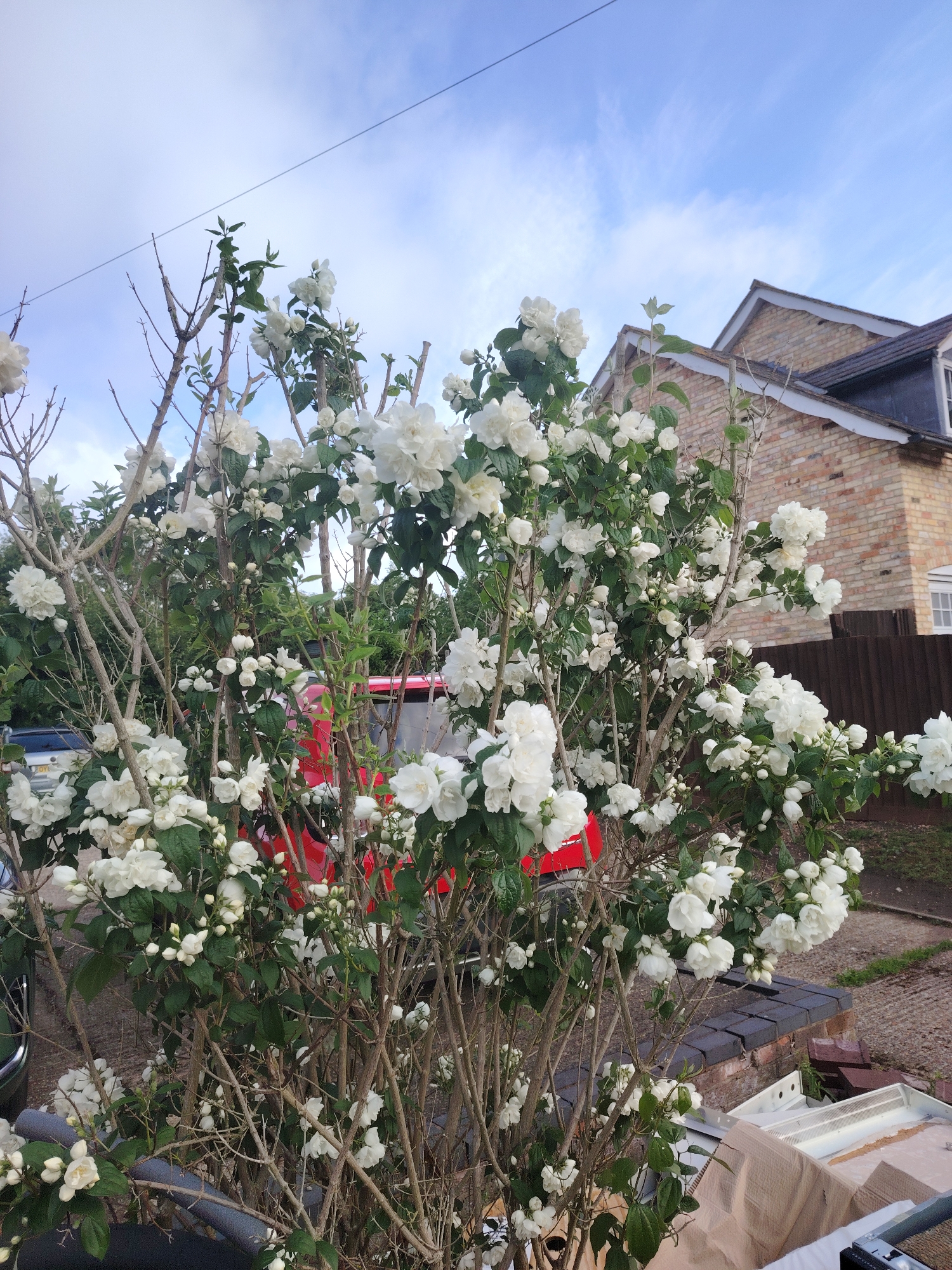 The image depicts an outdoor residential scene in Huntingdonshire, United Kingdom, under natural daylight with a partly cloudy sky. The foreground and central areas are dominated by a large bush featuring numerous white, double-petaled flowers and buds, alongside green leaves and bare, woody branches. Partially visible behind the bush on the left is a silver-grey vehicle with a visible UK license plate "OYK". A red compact vehicle is largely obscured by the bush in the mid-left. In the background on the right, a two-story residential building is visible, constructed from light-toned bricks with a dark tiled roof, white eaves, and a white-framed window on the side. A dark brown wooden fence runs horizontally across the mid-ground on the right. The ground level in the lower right quadrant reveals a concrete path and dark brickwork, adjacent to which lie discarded items, including cardboard and white plastic or metal components. The sky, visible above the bush and building, is light blue with scattered white, wispy clouds. A thin, dark overhead utility line traverses the upper left portion of the sky. No individuals are present, and no actions or interactions are depicted within the frame.
