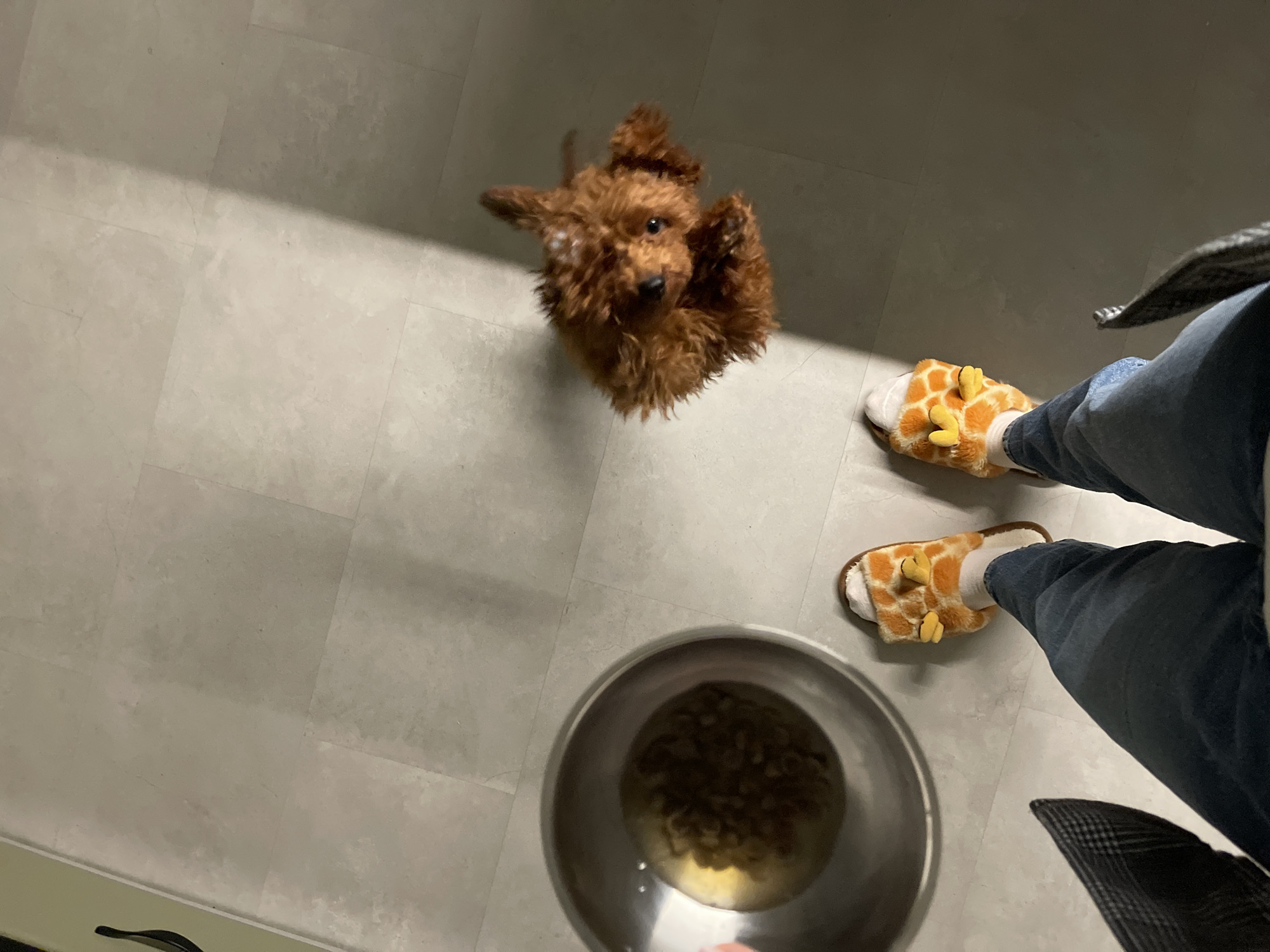A top-down shot shows a person wearing blue jeans and giraffe-themed slippers standing on a gray tiled floor. The person is holding a silver bowl containing what appears to be dog food. A brown poodle stands between the person and the bowl, looking up with anticipation. The setting is indoors, likely a kitchen or similar space with tiled flooring. The location is not discernible, and there's no information indicating it is Sofia, Bulgaria.