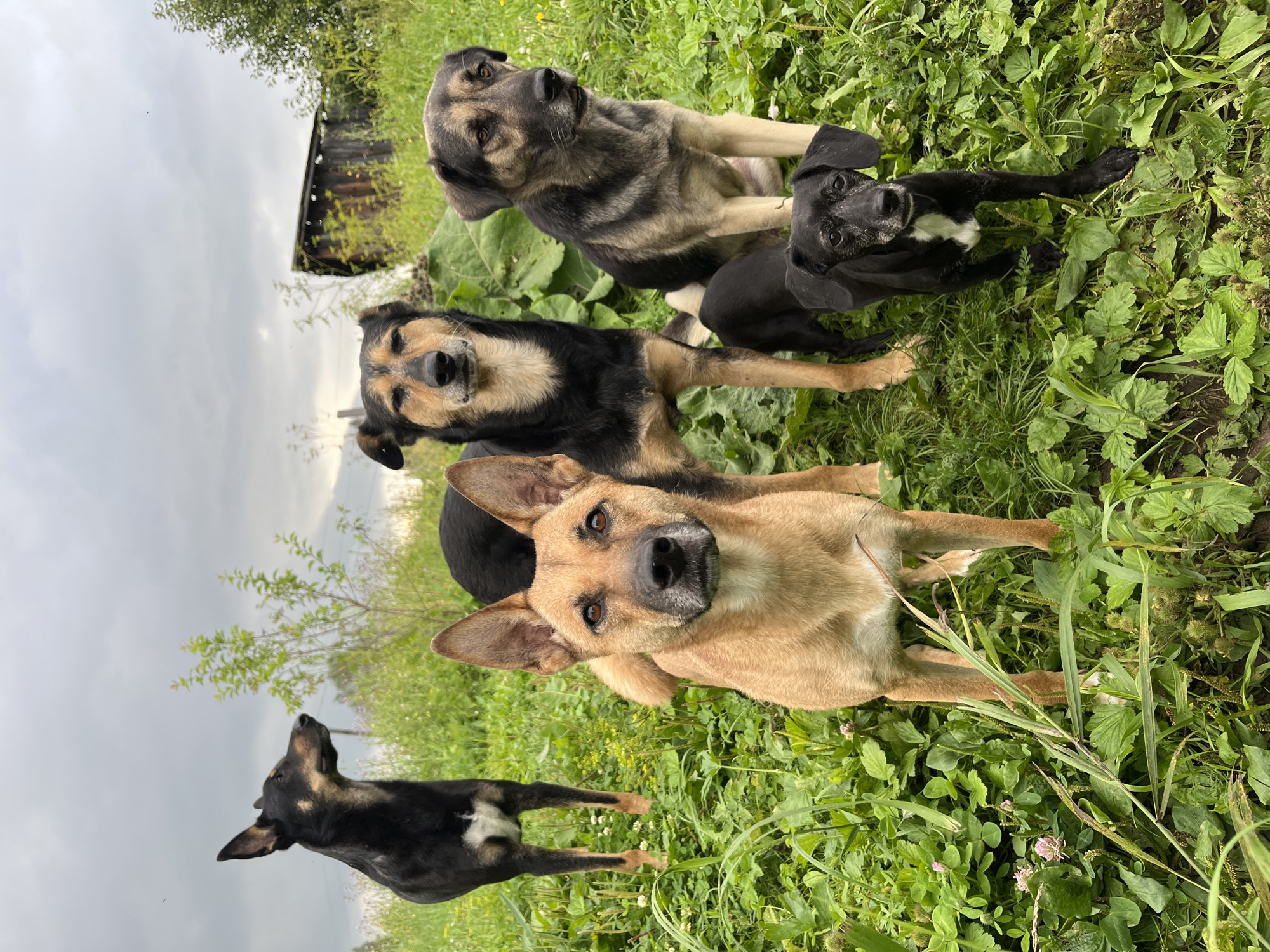 Six dogs of various breeds and sizes are gathered in a grassy, overgrown outdoor area. The dogs are in the foreground and mid-ground, with lush green vegetation surrounding them. In the background, a dilapidated wooden structure, possibly a shed or small building, is visible, along with some trees and a cloudy sky. The scene appears to be in a rural or semi-rural setting, potentially on the outskirts of a city. The location is specified as the city of Nizhny Tagil, Russia.