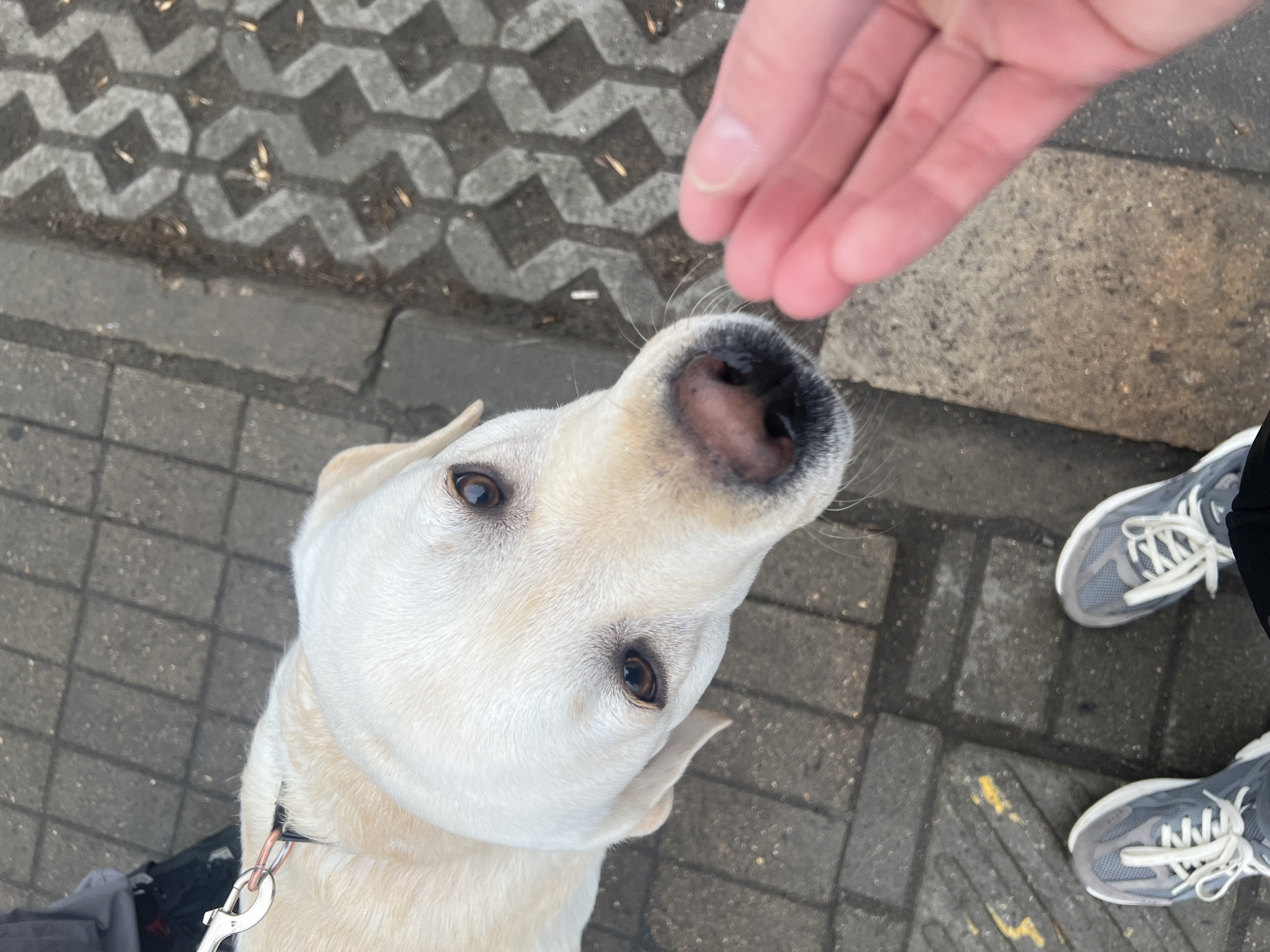 A pale yellow Labrador Retriever dog is looking up at a hand, seemingly about to be petted. The dog is wearing a black collar with a silver leash attachment. The person's hand is in the upper right of the frame, reaching towards the dog's nose. The person is wearing gray sneakers. The dog and person are standing on a paved area with patterned concrete bricks. There is a gray patterned concrete paving. The photo could be taken in any location with similar pavement and architecture. It is impossible to verify if this image was taken in Mytishchi, Russia, based on the presented photo.