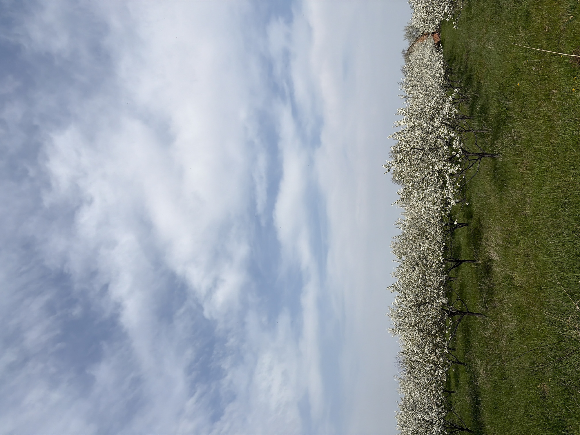 The image captures a landscape in Topola Municipality, Serbia, featuring rows of flowering trees (possibly fruit trees) in full bloom, lined up along the edge of a grassy field. The trees are adorned with white blossoms. Adjacent to the trees, the field is covered in green grass. The sky occupies the majority of the image, displaying a mix of white and blue, with streaks of clouds. The overall impression is one of a blooming orchard or agricultural area, with a clear and cloudy sky overhead. The image is taken at an oblique angle, appearing slightly rotated.