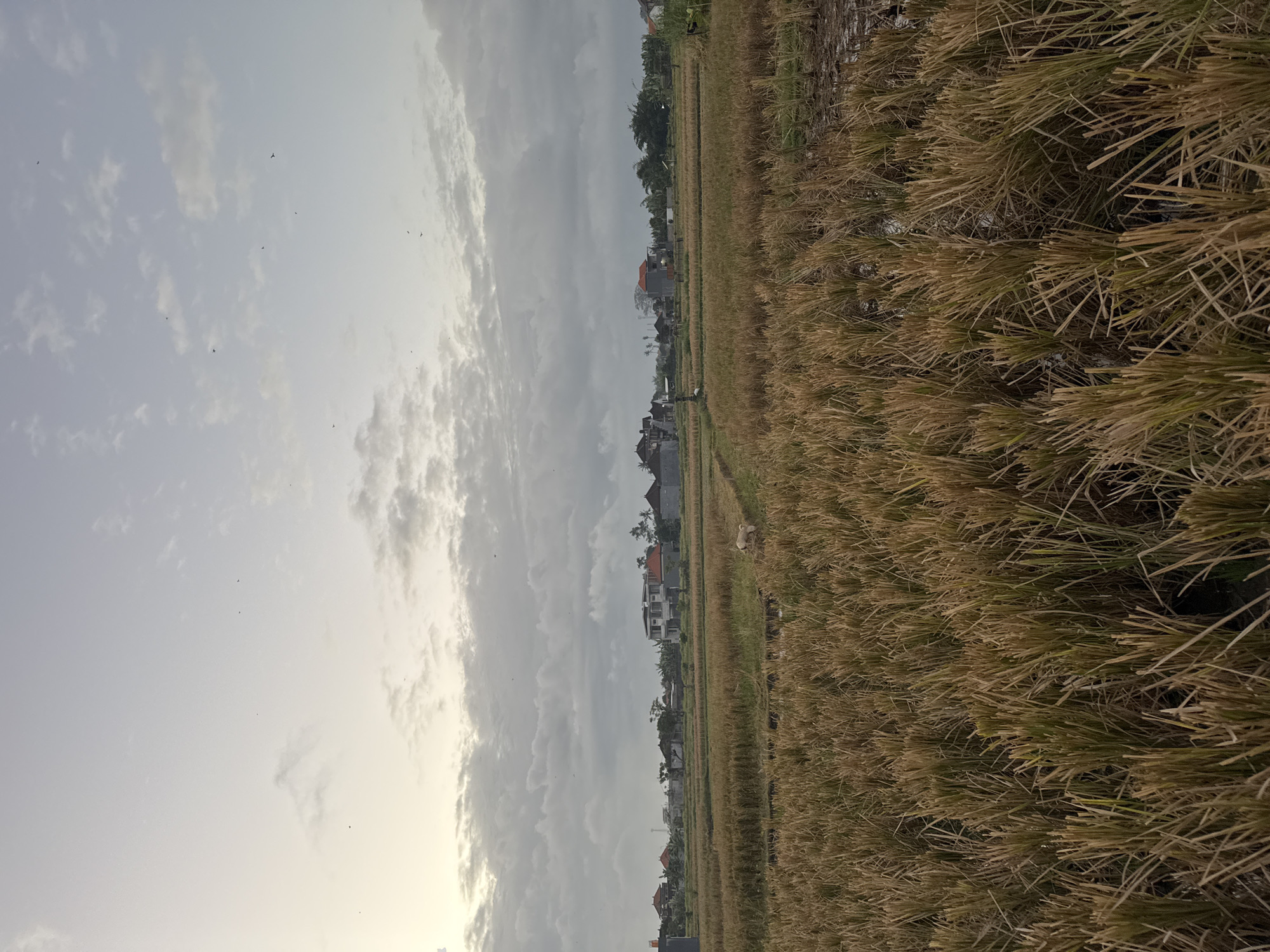 In Sukawati, Indonesia, a wide shot captures a harvested rice field under a cloudy sky. The foreground is dominated by dry, straw-like rice stalks, standing densely. In the mid-ground, a path winds through the field, leading towards a cluster of buildings in the distance. These buildings appear to be a mix of residential homes and smaller structures, with some featuring red tile roofs. A solitary white dog is visible in the field near the path. The background reveals more of the village, with trees interspersed among the buildings, and the sky is filled with diffused light from a likely overcast or dusk setting. Several small, dark shapes that appear to be birds are scattered across the sky. The overall scene suggests a rural or semi-rural environment.