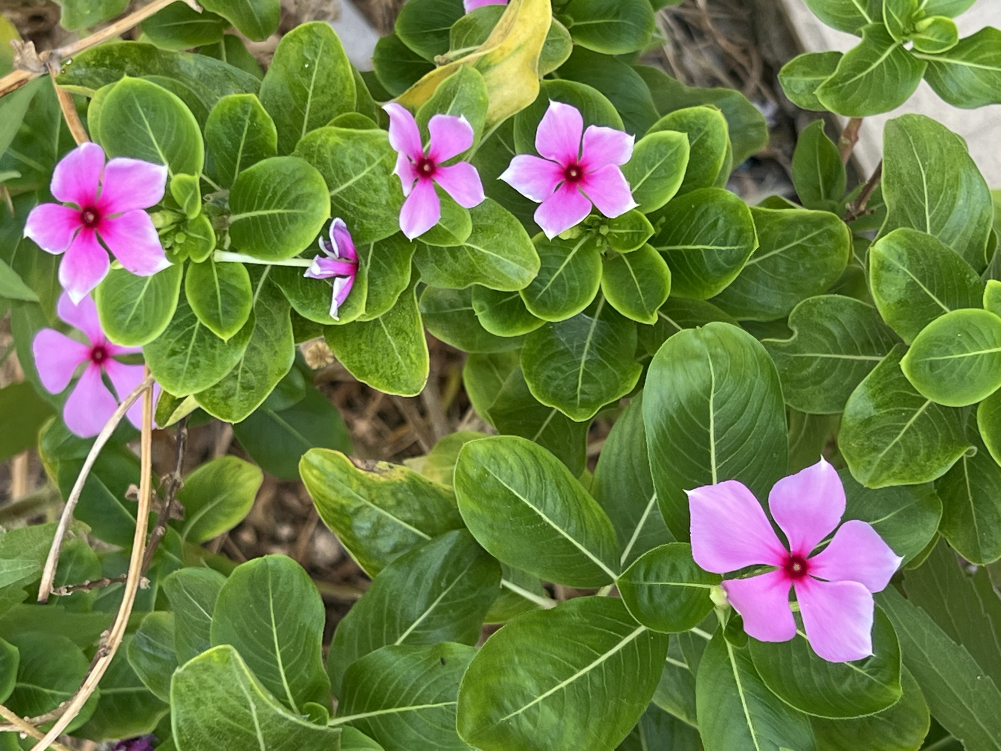 A close-up, high-angle shot captures a cluster of vibrant pink flowers blooming amidst lush green foliage. The flowers, characterized by their five-petal structure and deep pink centers, are the primary subjects. The leaves are a rich, glossy green, with some showing a slight yellowing, suggesting a natural outdoor setting. The background is a soft blur of earthy tones and shadows, hinting at the ground beneath the plants and possibly other vegetation. The lighting appears natural, suggesting it could be daytime, possibly morning or late afternoon, given the soft illumination and absence of harsh shadows. The image evokes a sense of natural beauty and tranquility. There is no visible text. The location context provided is Antalya, Turkey.