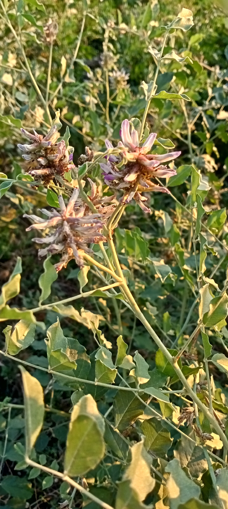A close-up shot captures a flowering plant with delicate purple and white blossoms, some of which appear withered, in a natural outdoor setting. The plant features compound leaves with a soft, velvety texture, illuminated by warm, golden light, suggesting either sunrise or sunset. The background is a blur of green foliage and darker shadows, indicating a dense growth of vegetation. The scene is devoid of any human presence or urban elements, and there is no indication of the city of Aral, Kyrgyzstan.