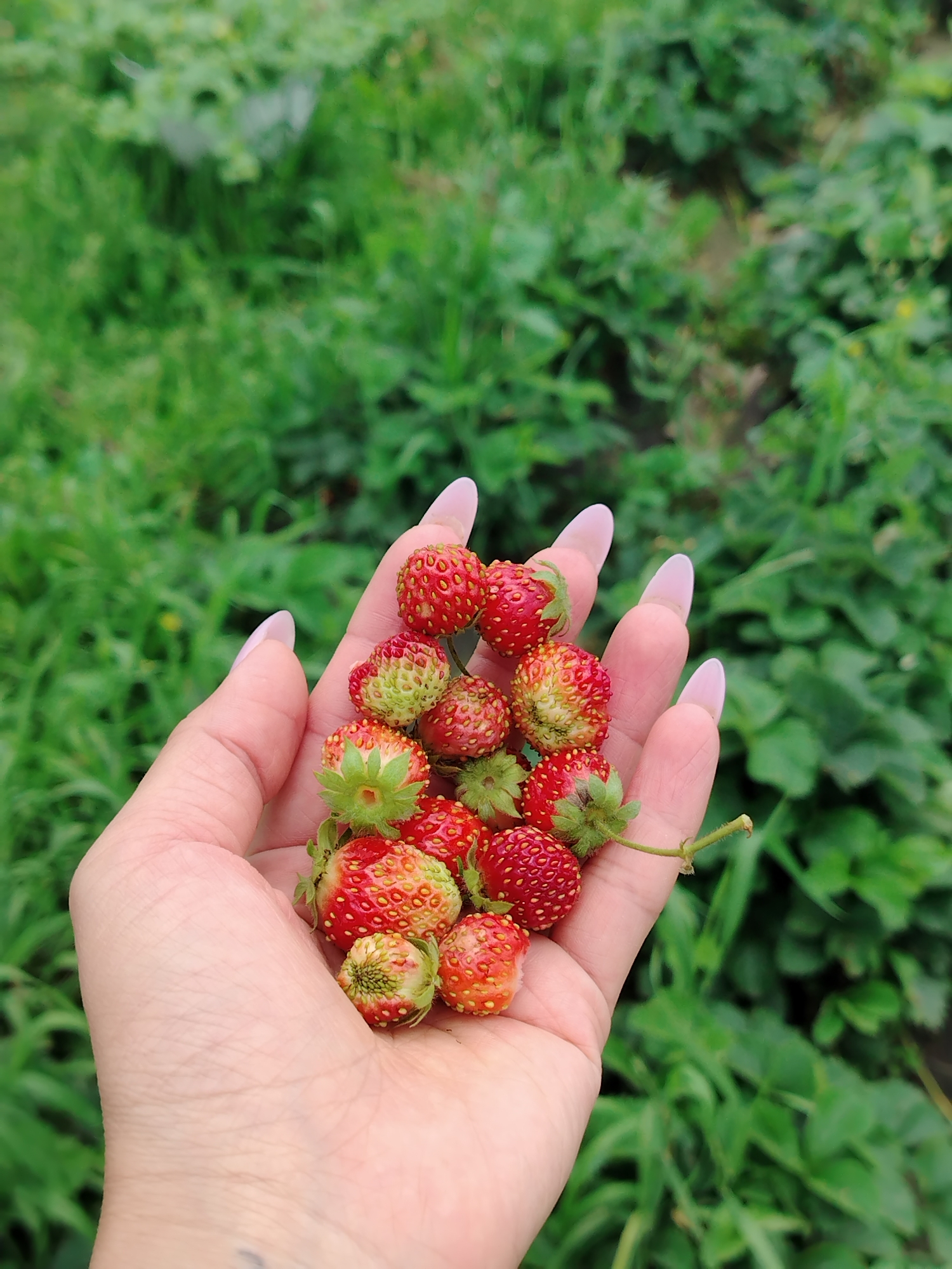 A close-up shot captures a person's left hand filled with wild strawberries, set against a blurred background of green foliage. The hand, with its light skin tone and light pink manicured nails, cradles a cluster of small, ripe strawberries. The strawberries exhibit a range of colors, from bright red to a blush of pink and green, indicating varying stages of ripeness. Some are fully red with visible seeds, while others show a more prominent green hue towards their tops. The texture of the strawberries appears slightly bumpy, characteristic of wild varieties.
The background consists of out-of-focus greenery, suggesting an outdoor natural setting, possibly a field or garden. The lighting appears to be natural daylight, creating soft shadows on the hand and fruits. There are no discernible elements to indicate the specific time of day or weather conditions, beyond the presence of daylight. The overall impression is one of a harvest or a moment of enjoying nature's bounty. The focus is entirely on the hand and the strawberries, with the background providing context but not distinct detail. The image appears to be taken in Гожан, Russia. No text is visible in the image.