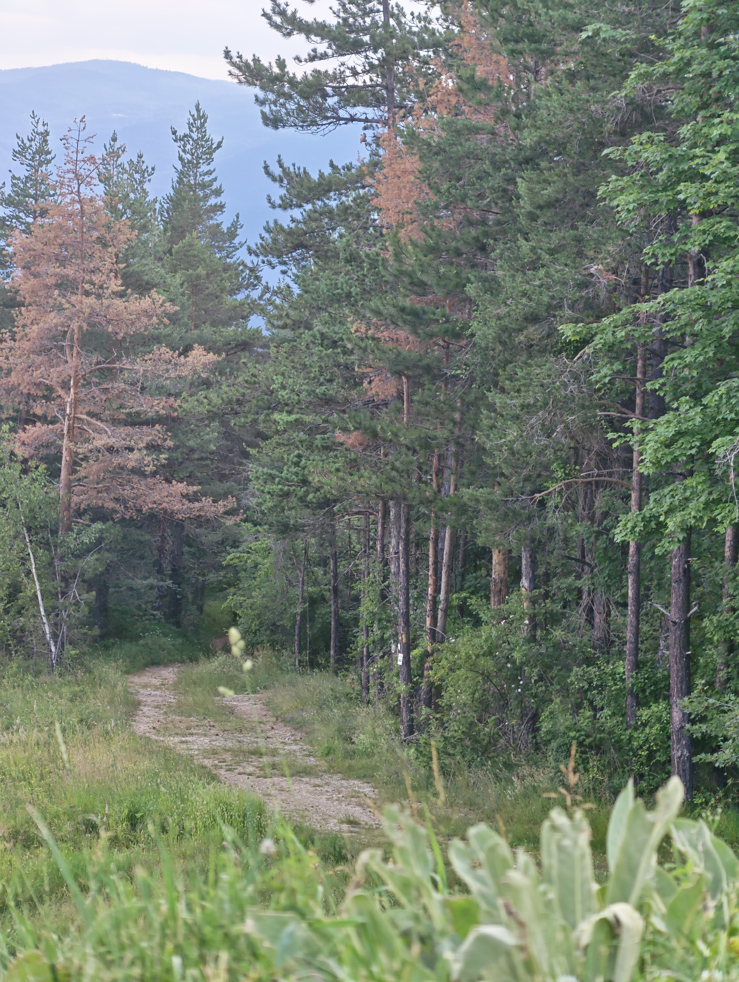 The image depicts a winding dirt path through a dense forest in Dobrostan, Bulgaria. The path is surrounded by tall coniferous trees, some of which are a dry, reddish-brown, suggesting they may be dead or dying. Other trees are a vibrant green, indicating a healthy forest. Lush green foliage and tall grasses line the sides of the path. In the background, a hazy, misty view of distant mountains can be seen. The overall atmosphere is one of a natural, somewhat wild landscape. The lighting suggests it is daytime, possibly late afternoon or early morning given the soft light. There are no people or animals visible in the image, and no specific activity or event is taking place. The focus is on the natural scenery and the path leading into the wooded area. Small white markers are visible on some of the tree trunks along the path, likely indicating a trail or a route.