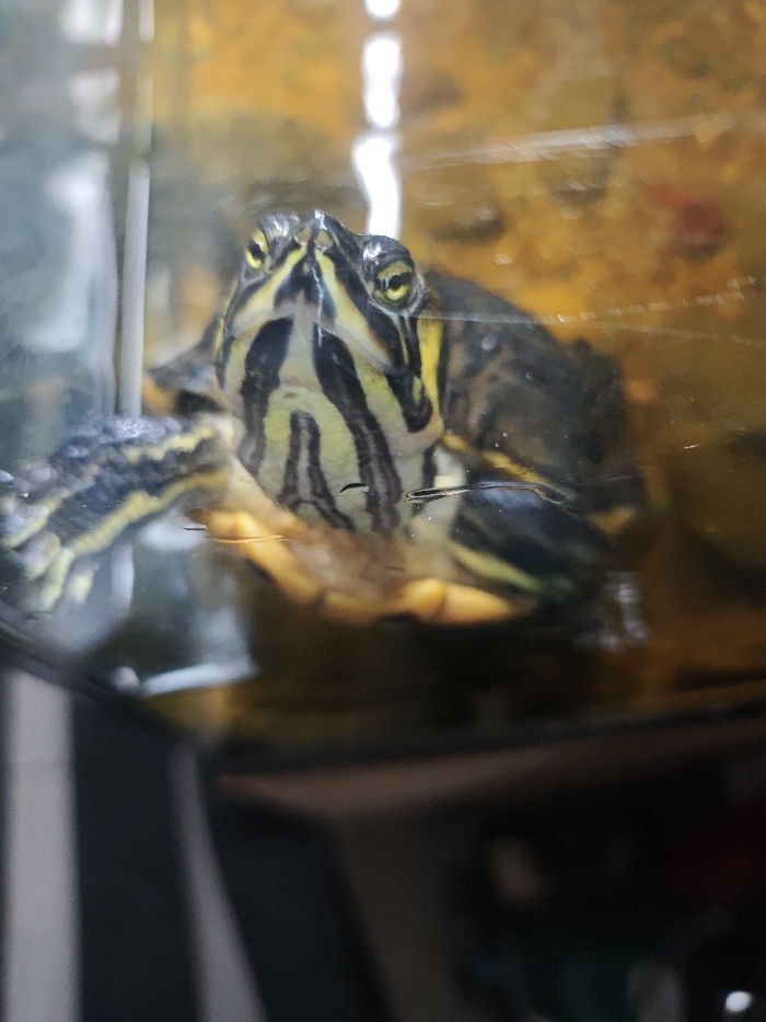 The image displays a close-up, eye-level shot of a turtle, likely a Red-eared Slider given its distinctive markings, looking directly towards the viewer. The turtle is situated within a clear glass enclosure, presumably an aquarium or tank, with water visibly present around its lower body.

The turtle's head is the primary focus, positioned centrally and looking slightly upwards. Its eyes are bright and alert, with small pupils and yellowish-green irises, set against a background of prominent yellow and black stripes. These stripes are particularly noticeable on its head and neck, running vertically and horizontally, creating an intricate pattern. A small, dark mark, possibly debris or a natural marking, is visible on its neck below its chin, near the water surface.

Only parts of the turtle's body are visible. Its front left leg/paw is extended slightly forward and to the left, showing similar yellow and black striped patterns. Its other limbs and portions of its shell are partially visible, appearing darker with hints of yellow, submerged or partially submerged in the water. The turtle appears to be floating or resting near the water's surface, as evidenced by the distinct line of the water level cutting across its lower neck and shoulders.

The background inside the tank is out of focus, appearing as a blurry expanse of warm, yellowish-orange and brown tones, possibly indicating substrate, plants, or a decorative element. There are vertical streaks of bright white light reflected on the glass, suggesting an external light source or reflections from a window. The glass itself shows some minor smudges or water marks.

The foreground, below the water line and the turtle, is very dark and blurry, suggesting the bottom of the tank and possibly the stand or surface it rests on, with indistinct shapes and shadows. The overall impression is one of a curious turtle observing its surroundings from within its aquatic environment. No text is visible in the image.