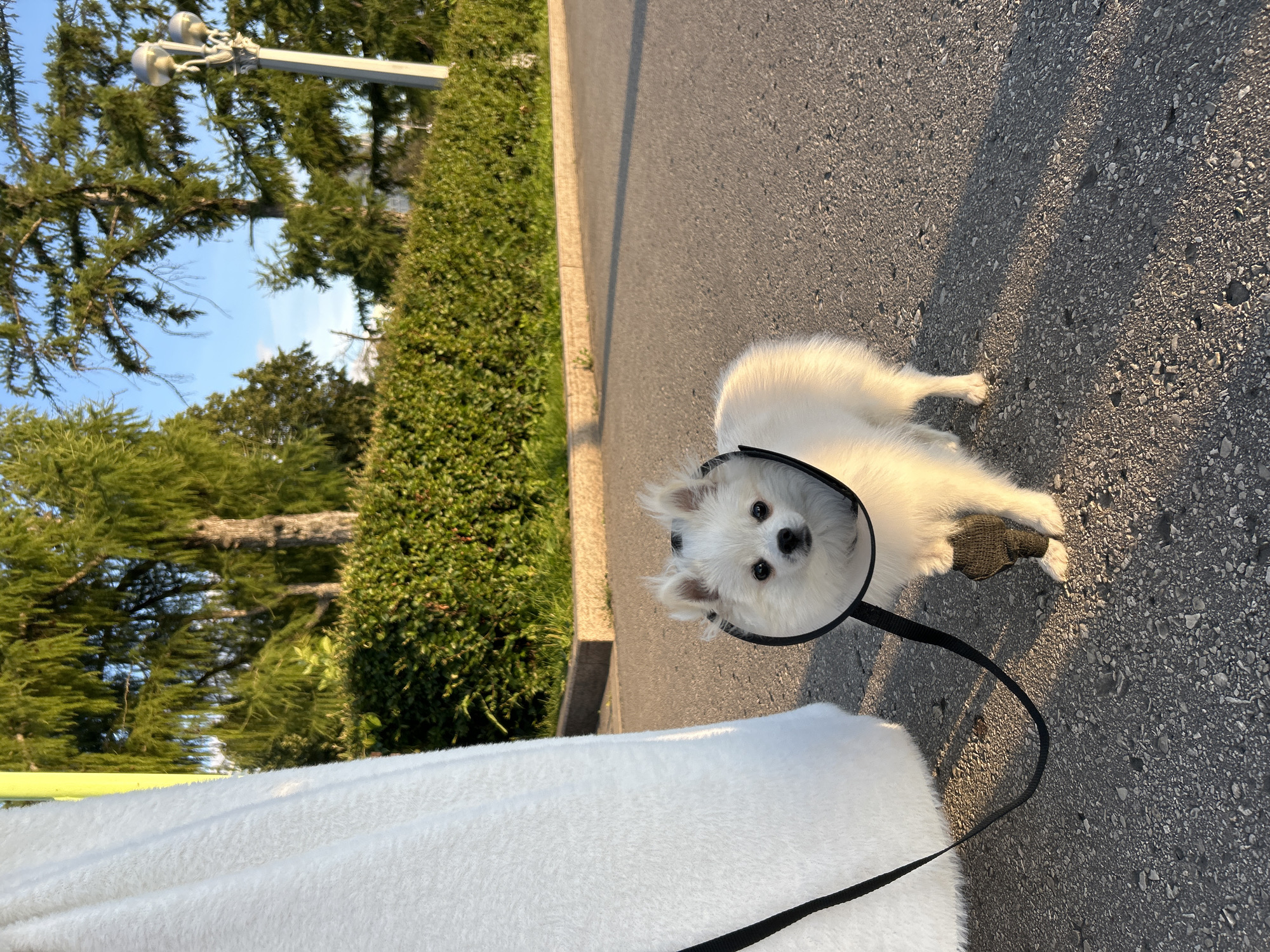 A fluffy white Pomeranian dog wearing a black harness and leash is the main subject. The dog is looking directly at the camera, with its face framed by a circular magnifying glass. The dog is lying on an asphalt path, with a lush green hedge and trees on the left side of the frame, suggesting an outdoor setting in a park or garden. The sun is setting, casting long shadows and creating a warm, golden light, indicating it's late afternoon or early evening. The sky is visible through the trees, appearing clear and blue. In the foreground, a white fluffy object, possibly a blanket or a piece of clothing, partially obscures the lower part of the frame. A street light fixture is visible in the upper left corner. The overall mood is peaceful and serene, with the dog appearing calm and curious. There is no visible text in the image. The location is Novokuybyshevsk, Russia.