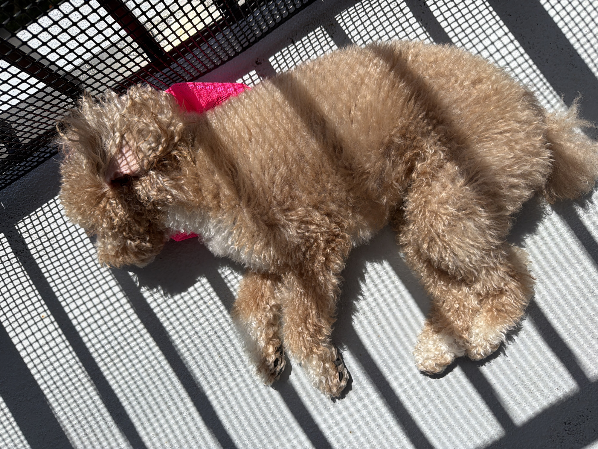 A light brown poodle is lying down on a grey concrete surface. The poodle is curled up with its head resting on its paws. A bright pink fabric is visible under the poodle's neck. The scene is illuminated by strong sunlight, casting a grid-like shadow pattern across the poodle and the concrete surface, likely from a nearby fence or grate. The background features a black metal fence. The environment suggests an outdoor setting, possibly a balcony or patio in Boca Raton, Florida, United States of America, given the bright sunlight and the presence of a fence.