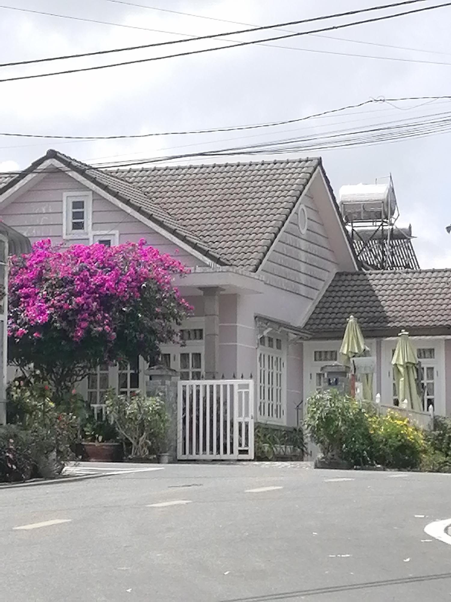 The image depicts a residential property in Da Lat, Vietnam. The house features a light pink exterior and a dark tiled roof. A prominent feature is a vibrant pink bougainvillea tree in full bloom, positioned in front of the house, partially obscuring the windows. The property has a white metal fence and a paved driveway or road in the foreground. The sky is overcast. There are no people visible in the image. To the right of the house, there are two large, light green umbrella-like structures, possibly for shade. A solar water heater system is visible on the roof of a section of the house. The overall impression is a well-maintained, possibly upscale, residential dwelling in Da Lat.