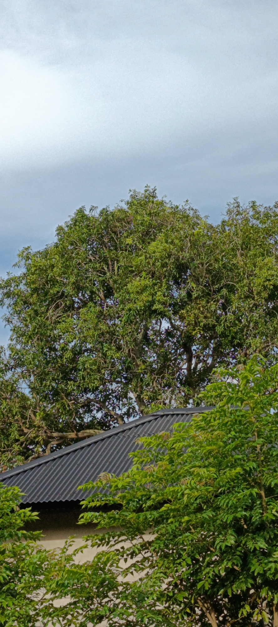 The image depicts a large, leafy green tree dominating the upper half of the frame, with its branches spread wide against a pale blue sky with scattered clouds. In the lower half of the image, a dark corrugated metal roof is visible, partially obscured by lush green foliage. The roof appears to be part of a building, with a cream-colored wall visible beneath it. The scene is set in the city of Pashiebeutong, Indonesia, likely in a residential or semi-rural area given the presence of a building and mature trees. The lighting suggests it is daytime, with the sky appearing bright but overcast. There are no people or animals visible in the image, nor any apparent actions or interactions taking place. The focus is on the natural elements and the man-made structure.