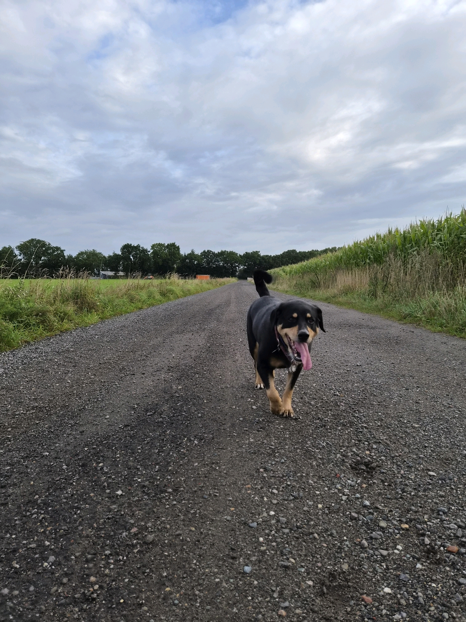 A black and tan dog with its tongue hanging out is walking on a gravel road in Schiffdorf, Germany. The dog is in the foreground, facing the camera. To the right of the road, there is a field of corn. To the left of the road, there is a grassy field with trees in the background. The sky is cloudy. There are no people visible in the image.