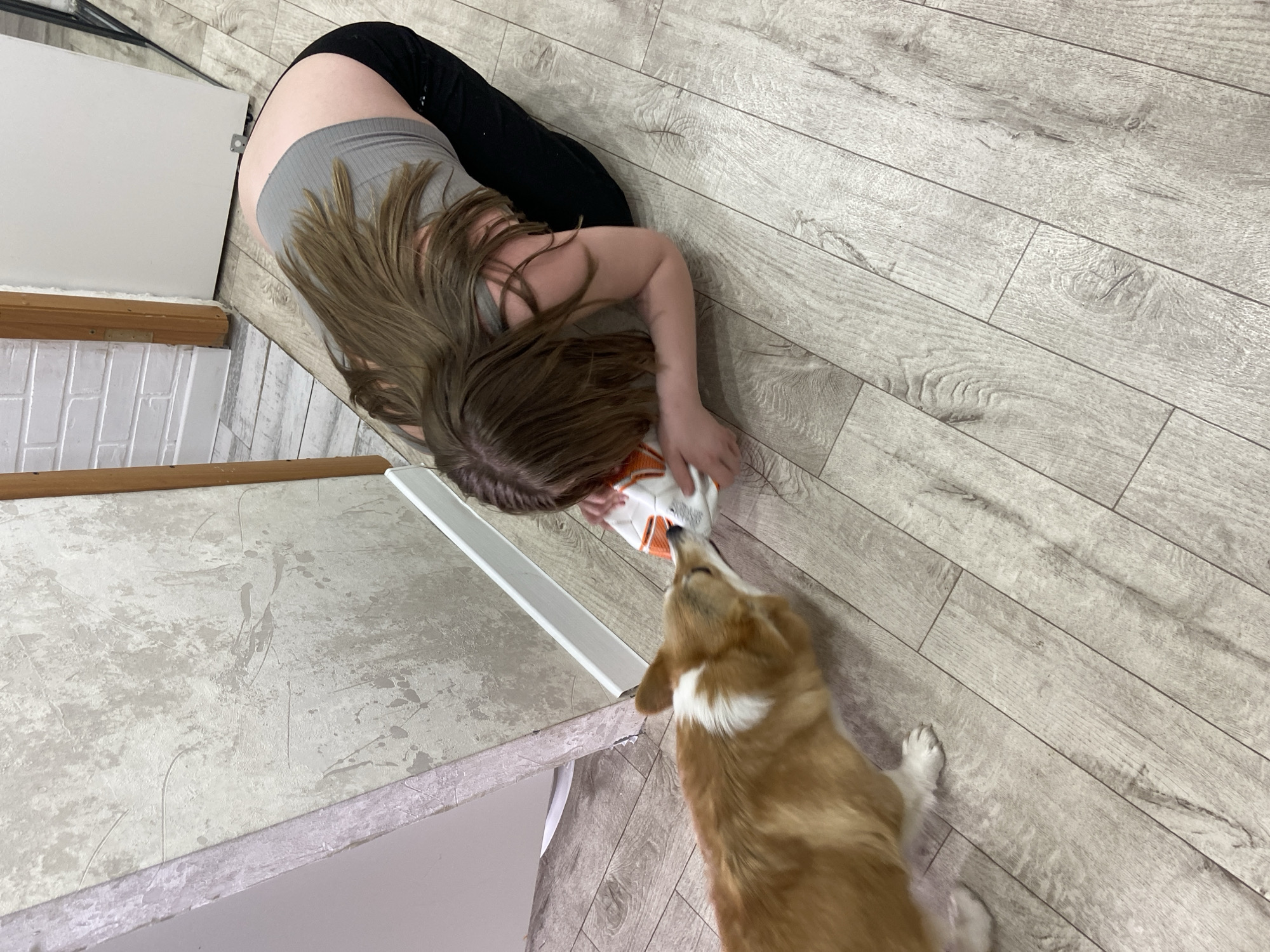 A top-down shot depicts a person and a corgi dog playing indoors. The person, wearing a gray top and black pants, is kneeling on a light-colored wood floor. They are holding a white and orange toy. A corgi dog with brown and white fur stands in front of the person, interacting with the toy. The scene appears to be inside a house or apartment, as suggested by the flooring and partial view of a wall. The floor in the image has a diagonal orientation to the camera. A white and gray wall is visible along with a light-colored wood trim. The location is Chaikovsky, Russia.