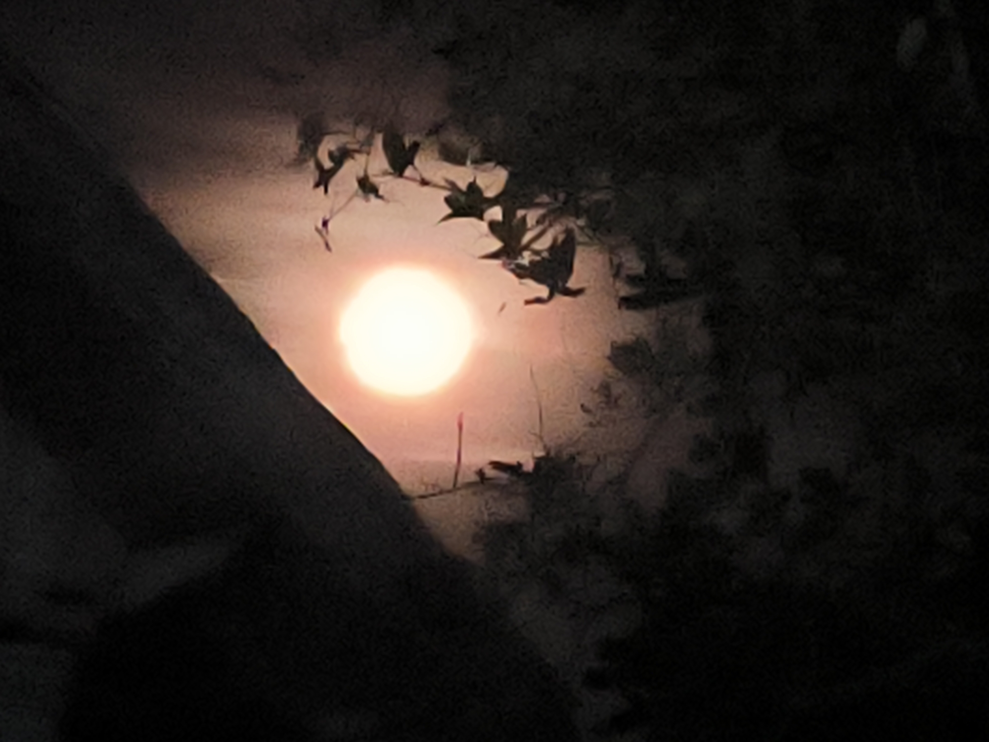 The image shows a night scene in Merbopuntong, Indonesia. A bright, full moon dominates the center of the frame, partially obscured by silhouetted leaves and branches in the foreground. A dark, undefined shape, possibly a large tree trunk or rock formation, occupies the left side of the image. The right side features further silhouetted vegetation, suggesting a wooded area. The overall impression is one of a dark and natural setting, illuminated by moonlight.