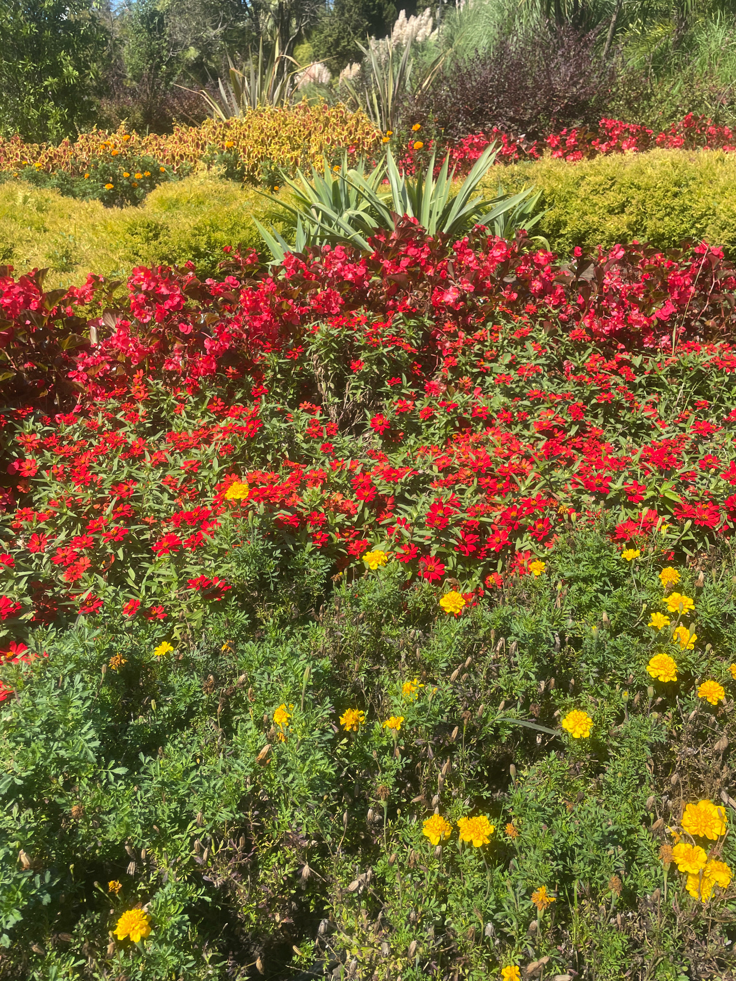 This is a photograph of a flower garden with multiple tiers of blooming plants. The front layer consists of low-lying green foliage with scattered yellow marigolds. Above this, a dense band of red flowers, likely zinnias, dominates the midground, interspersed with a few yellow blossoms. Further back, there are layers of vibrant green bushes and a striking band of variegated yellow and red coleus. In the background, a variety of taller plants, including leafy green shrubs and some dry reeds or grasses, are visible against a bright sky. The lighting suggests it is daytime, with sunlight casting shadows and highlighting the colors of the flowers and foliage. The garden appears well-maintained and is likely located in a city park or botanical garden.
