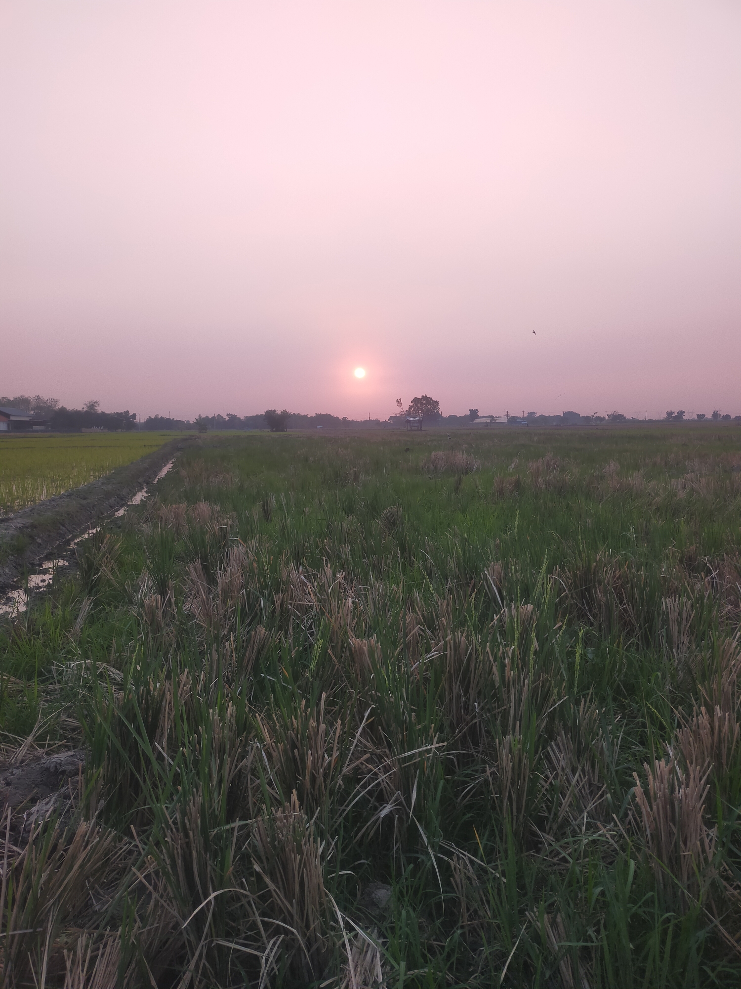 This is a full shot, vertical, low-angle, eye-level, medium-light outdoor photograph of a rice paddy field at dusk. The sun is setting in the far distance, casting a pinkish hue over the sky. The field is divided into two sections by a dirt path with a small water-filled irrigation ditch. The left side of the field is covered in green rice plants, while the right side is filled with cut stalks of rice, some standing upright and others lying on the ground. The stalks are a mix of green and brown, with some dry straw scattered among them. In the background, there are a few trees, some small buildings, and utility poles. A single bird is visible flying in the sky. The overall scene is tranquil and rural, suggesting a harvest or post-harvest period.