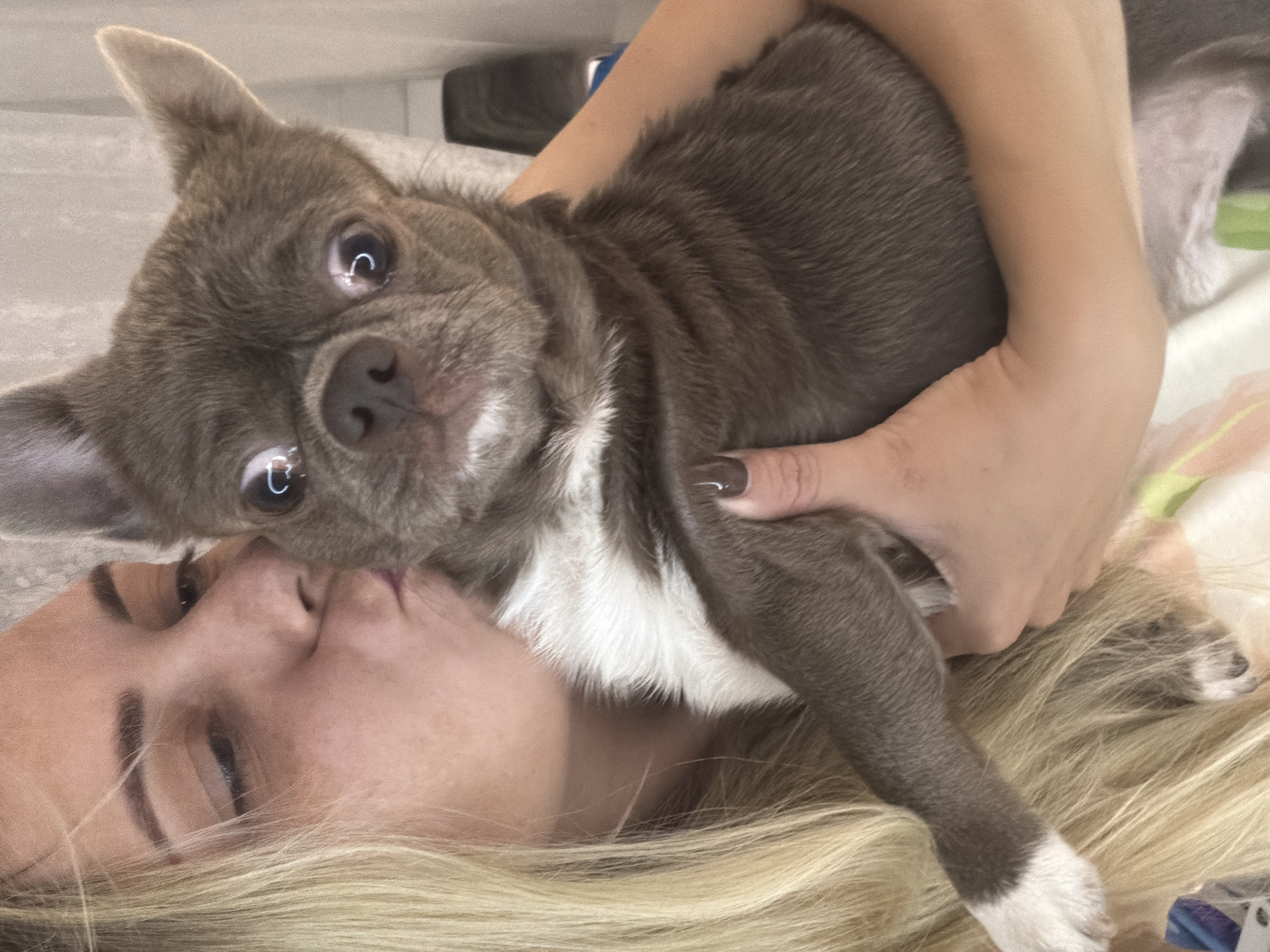 A blonde woman is holding a small, gray and white dog and kissing it on the snout. The dog has large, expressive eyes. The woman's hair is long and blonde, and she is wearing light-colored clothing. The dog has a white chest and white paws. The background is blurred and appears to be an indoor setting. There is no discernible location in Votkinsk, Russia, mentioned or depicted in the image.
