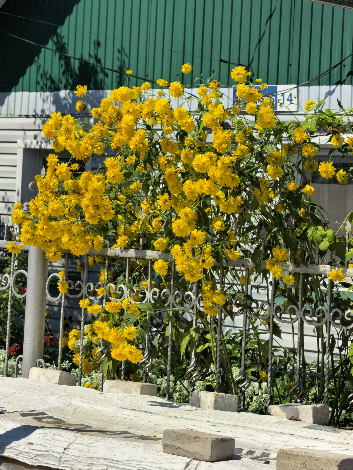 A cluster of bright yellow, spherical flowers, likely Golden Ball Bush or similar variety, is in full bloom, obscuring a decorative metal fence. The flowers are densely packed, creating a vibrant cascade of yellow against a backdrop of green foliage. Behind the flowers and fence, a white clapboard building is visible, topped by a green corrugated metal roof. A blue and white sign with the number "14" is attached to the building, partially visible through the dense floral arrangement. Shadows from overhead objects, possibly tree branches, are cast on the green roof. The foreground features a textured, light-colored surface, possibly a weathered wooden bench or platform, with several rectangular concrete blocks placed upon it. The scene appears to be an outdoor setting, likely a residential area in Sterlitamak, Russia, given the architectural elements and the presence of a street number sign. No people are present in the image.