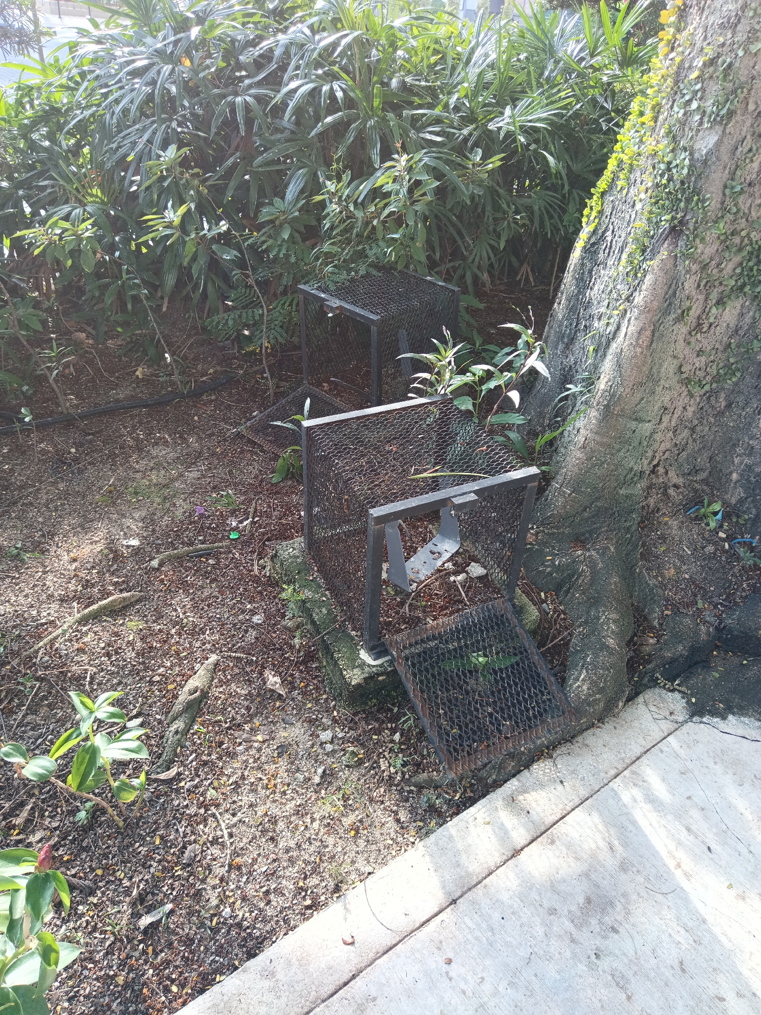 The image depicts an outdoor scene near the base of a large, gnarled tree with a rough, moss-covered trunk. In front of the tree, there are two identical black metal cages with mesh sides and tops. Both cages are open, with the front section hinged and lying flat on the ground. The cages appear to be some form of animal trap or enclosure.
The ground around the cages and tree is covered in a mix of soil, dry leaves, small pebbles, and twigs. Several green plants are growing in the area, including some leafy plants to the left of the cages and smaller plants growing around the base of the tree and within the cages. A paved walkway, likely concrete, runs along the right side of the image, casting shadows on the ground. In the background, a dense cluster of green foliage, possibly bushes or small trees, creates a shaded backdrop. Small pieces of debris, including a purple flower and a green bottle cap, are scattered on the ground. The scene appears to be in a park or garden setting within Kuala Lumpur, Malaysia, given the lush vegetation and common use of such outdoor enclosures. There are no people visible in the image.