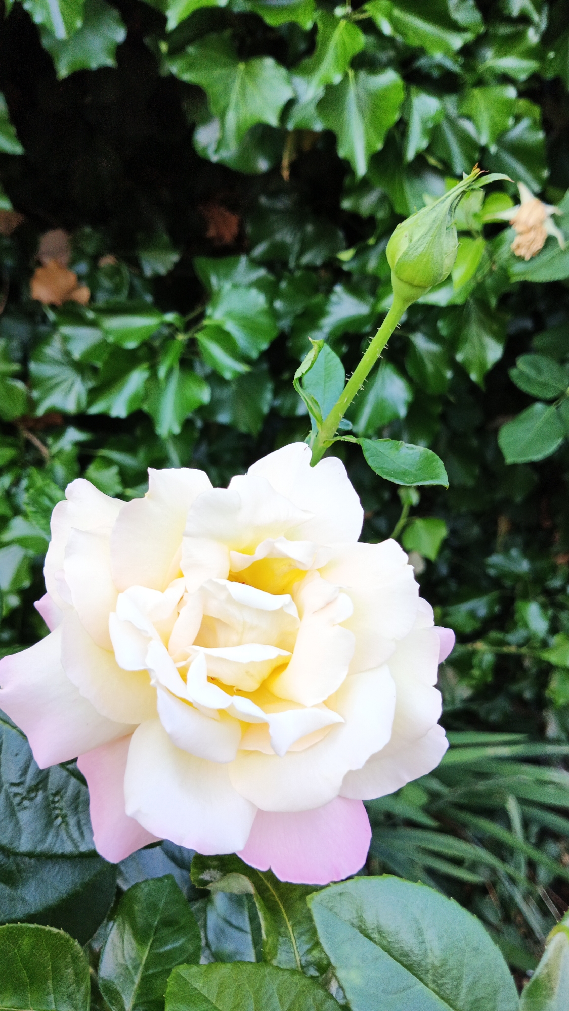 A light-colored rose with pink-tinged edges is in focus in the foreground, with a green rose bud to its right. The rose and bud are set against a backdrop of lush green ivy. The image appears to be taken outdoors, with natural lighting. No specific location in Kryvyi Rih, Ukraine can be determined from the image itself.