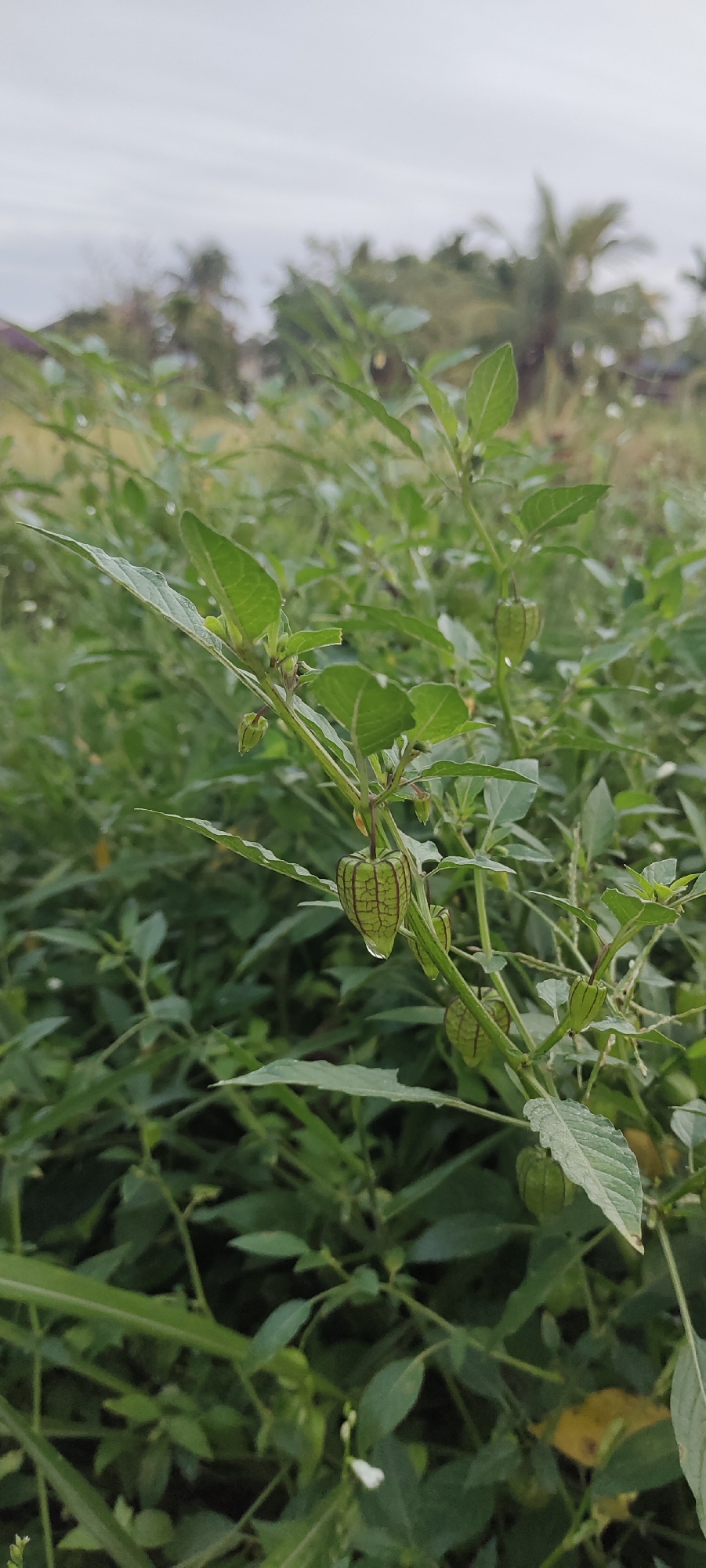 The image displays a close-up of a groundcherry plant (likely *Physalis* species) amidst dense green foliage in Lhokseumawe, Indonesia. The central plant stem exhibits multiple green, lantern-shaped calyces, with one prominent calyx positioned slightly below the image center featuring a single, spherical water droplet at its lowest point. The plant's leaves are a vibrant green. Surrounding the primary subject, a rich and varied tapestry of other green plants fills the midground. In the softly focused background, several trees are discernible, including a distinct palm tree silhouette on the right side. The sky is uniformly light grey, indicative of overcast weather conditions. No people or animals are present.