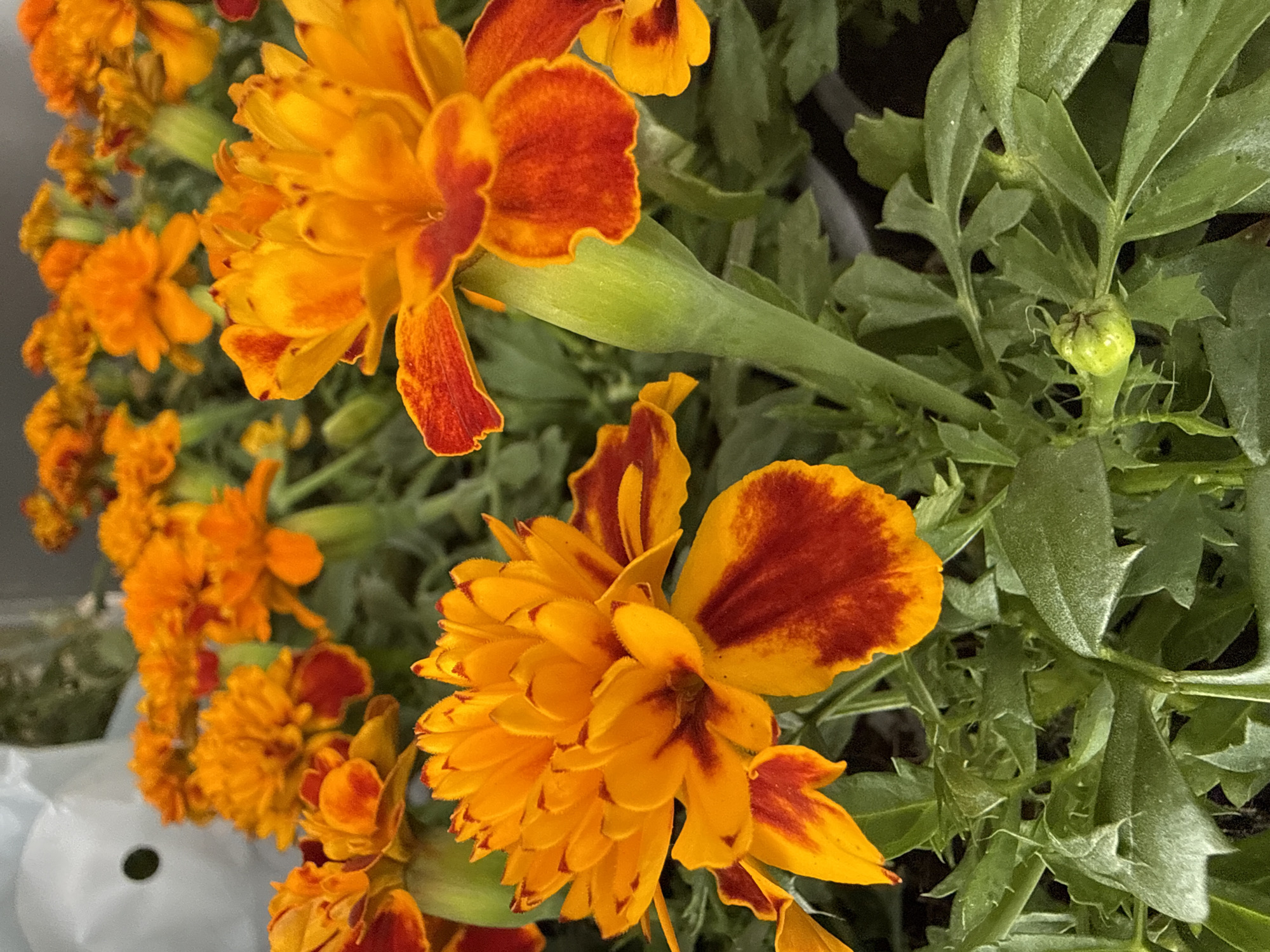 This image captures a vibrant cluster of blooming flowers, likely marigolds (Tagetes), set against a backdrop of lush green foliage. The flowers are predominantly vivid orange with distinct reddish-brown markings and streaks on their petals, giving them a two-toned appearance. Several flowers are in full bloom, showcasing their ruffled petals, while others appear to be developing or partially open.
The green leaves are deeply lobed and serrated, and the stems are thick and green. One notable detail is a small, light green flower bud, slightly spiky in texture, visible among the leaves, indicating ongoing growth. In the lower left of the image, a portion of a blurred, light-colored object with a circular dark hole is visible, possibly a pot or a garden container.
The scene conveys a sense of natural beauty and growth, likely in a garden or potted plant setting. The lighting is bright and natural, suggesting it is daytime. There is no discernible activity beyond the natural state of the blooming flowers. No text is visible in the image. The location context for this vibrant floral display is Waldshut, Germany.