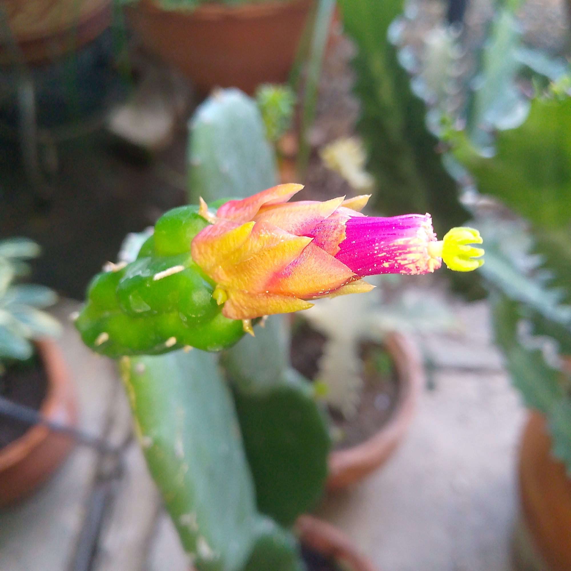 The image depicts a vibrant, developing cactus flower bud in Tinaquillo, Venezuela. The bud emerges from a green, segmented cactus stem. The flower is a combination of colors: the outer petals are yellow-orange, transitioning to a bright pink center, culminating in a distinct yellow stigma with a lobed appearance. The plant is potted and surrounded by other potted plants in an outdoor setting. The background is blurred, obscuring specific details of the environment beyond the immediate garden area.