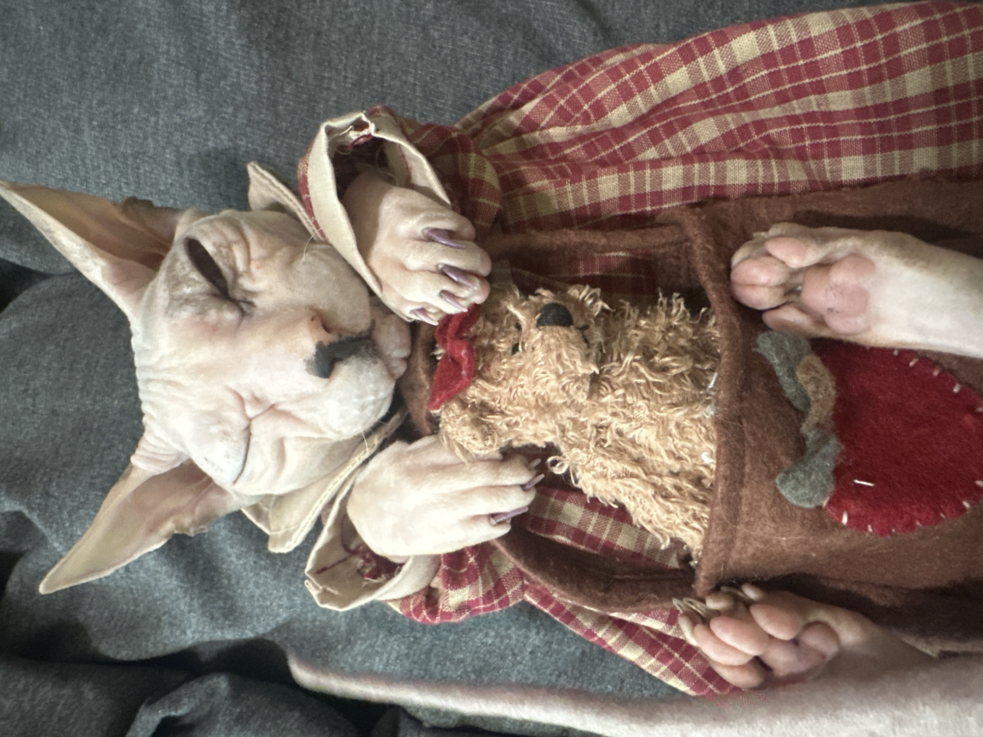 A hairless cat, likely a Sphynx, is lying down on a grey, textured surface, possibly a blanket or upholstered furniture. The cat is wearing a red and cream checkered dress with a ruffled collar. Its eyes are closed, and its head is resting on its paws. The cat's paws are visible, one holding a small stuffed dog with a red bow in its mouth. The dog is inside a brown felt pouch decorated with a red apple shape. Another of the cat's paws is resting on the pouch, showing its toe beans. The cat's tail, light pink and fuzzy, is visible on the left side of the image, extending out of frame. The overall scene suggests a posed and whimsical portrait of the cat. There is no information in the image to suggest a location in Togliatti, Russia.