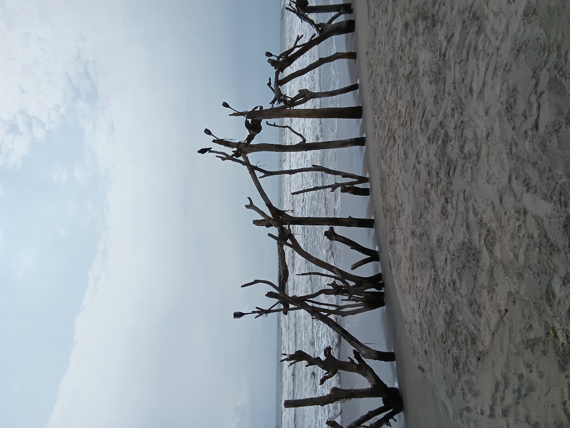 The image shows a beach in Ashvem, India, with a sandy shoreline on the right side of the frame. A series of dead trees or branches stand along the shoreline, extending into the ocean. The water is choppy with small waves. The sky is overcast, with light grey clouds.